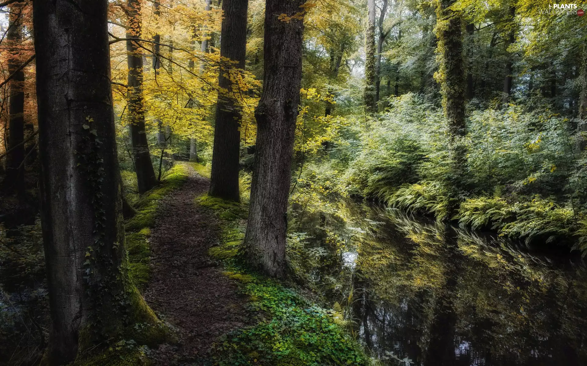 viewes, forest, Path, trees, autumn, stream, grass