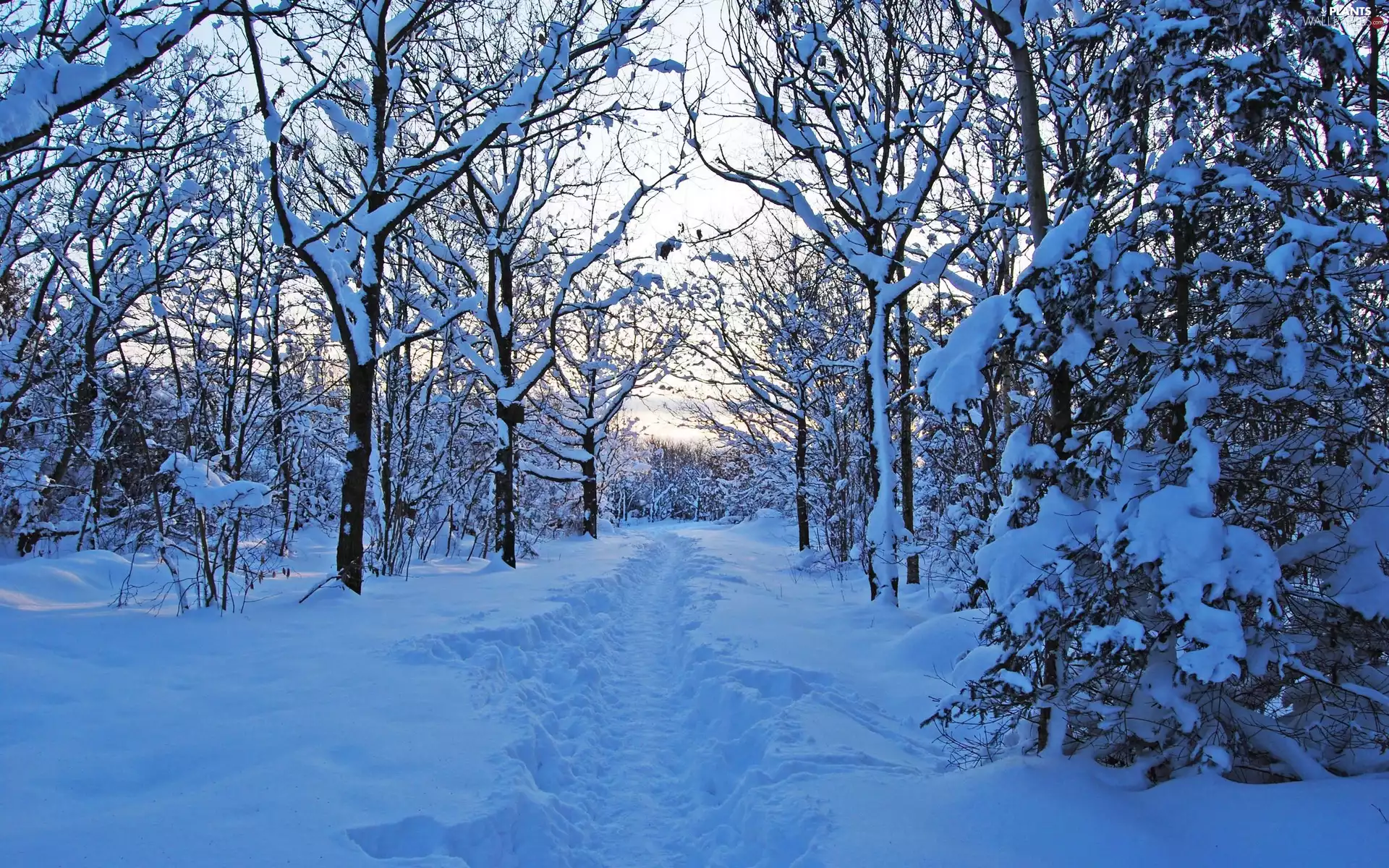 viewes, forest, Path, trees, winter, snow, traces