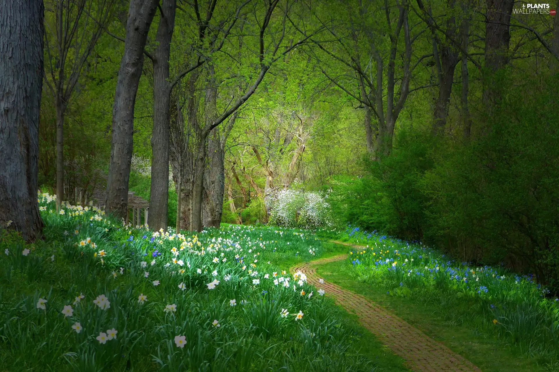 trees, Park, viewes, Flowers, green, Spring, Path, Bush, Daffodils
