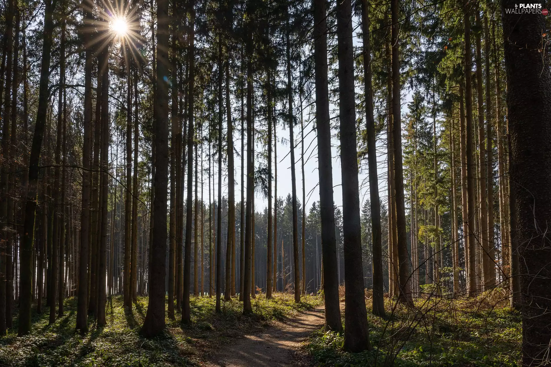 trees, forest, rays of the Sun, Path, viewes, high