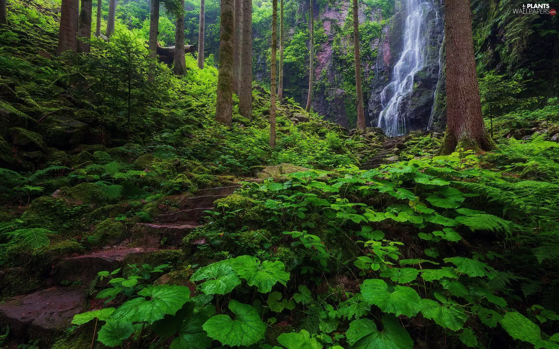 trees, forest, viewes, Stone, green ones, Leaf, waterfall, Path, Stairs