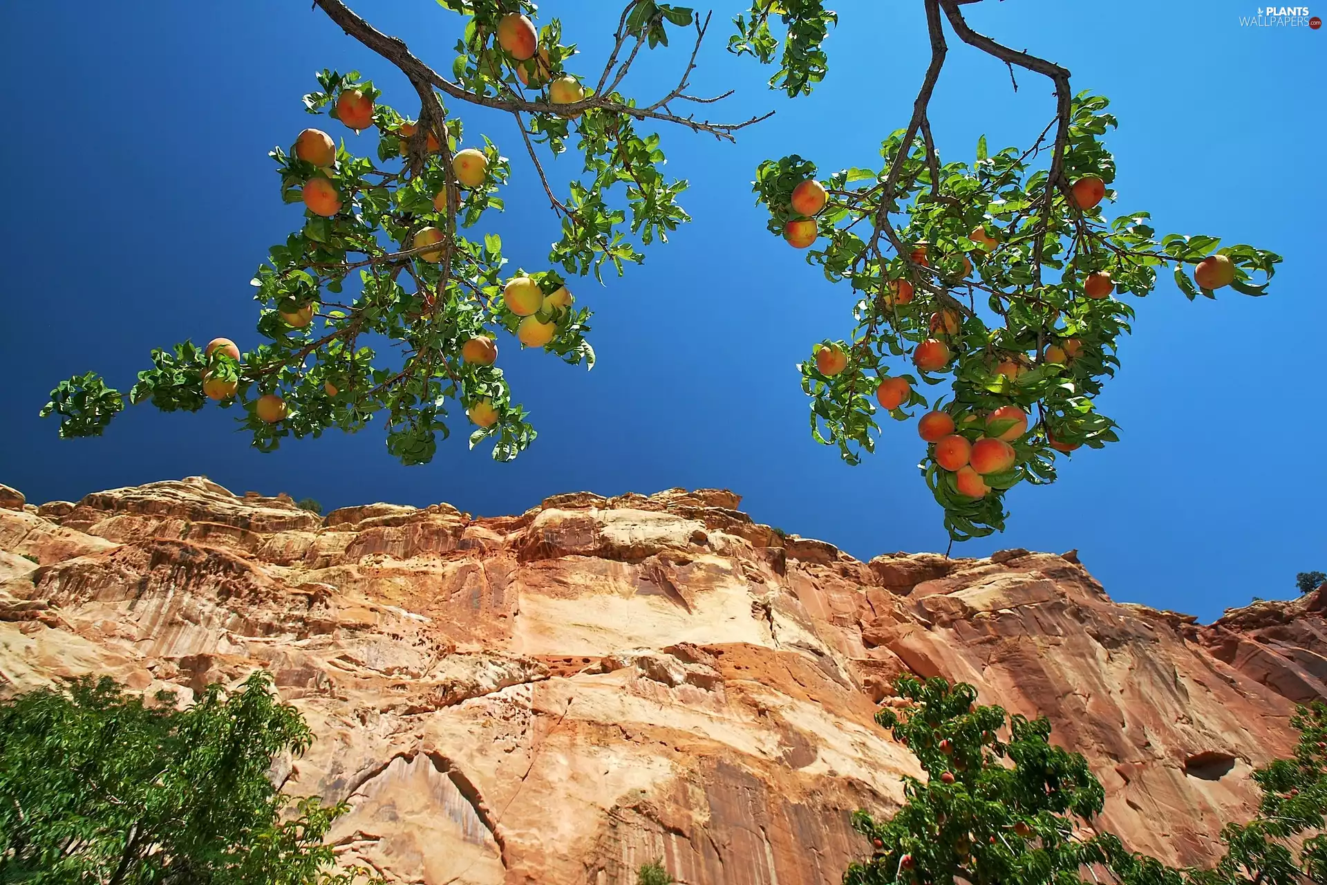 trees, rocks, peach