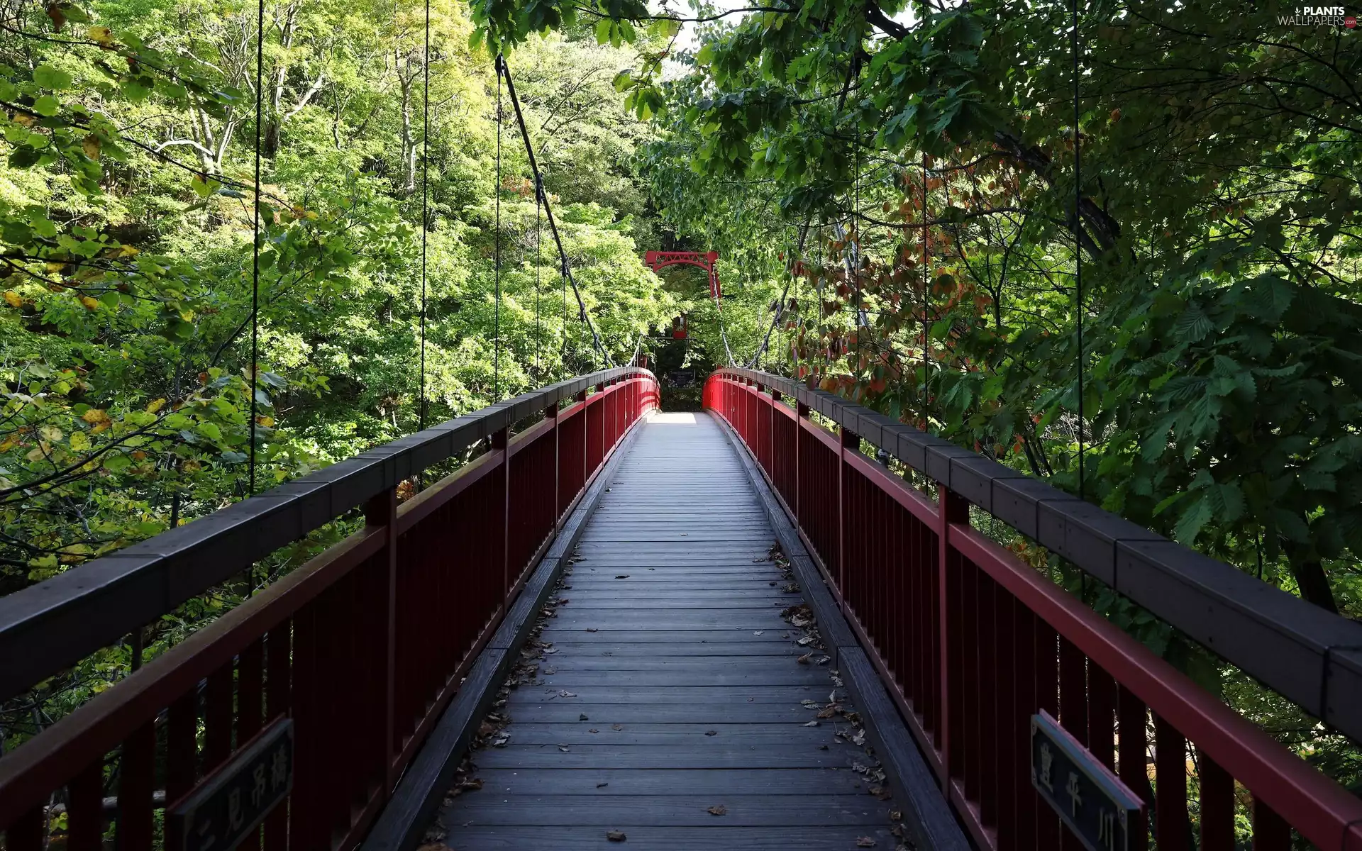 pendant, viewes, forest, trees