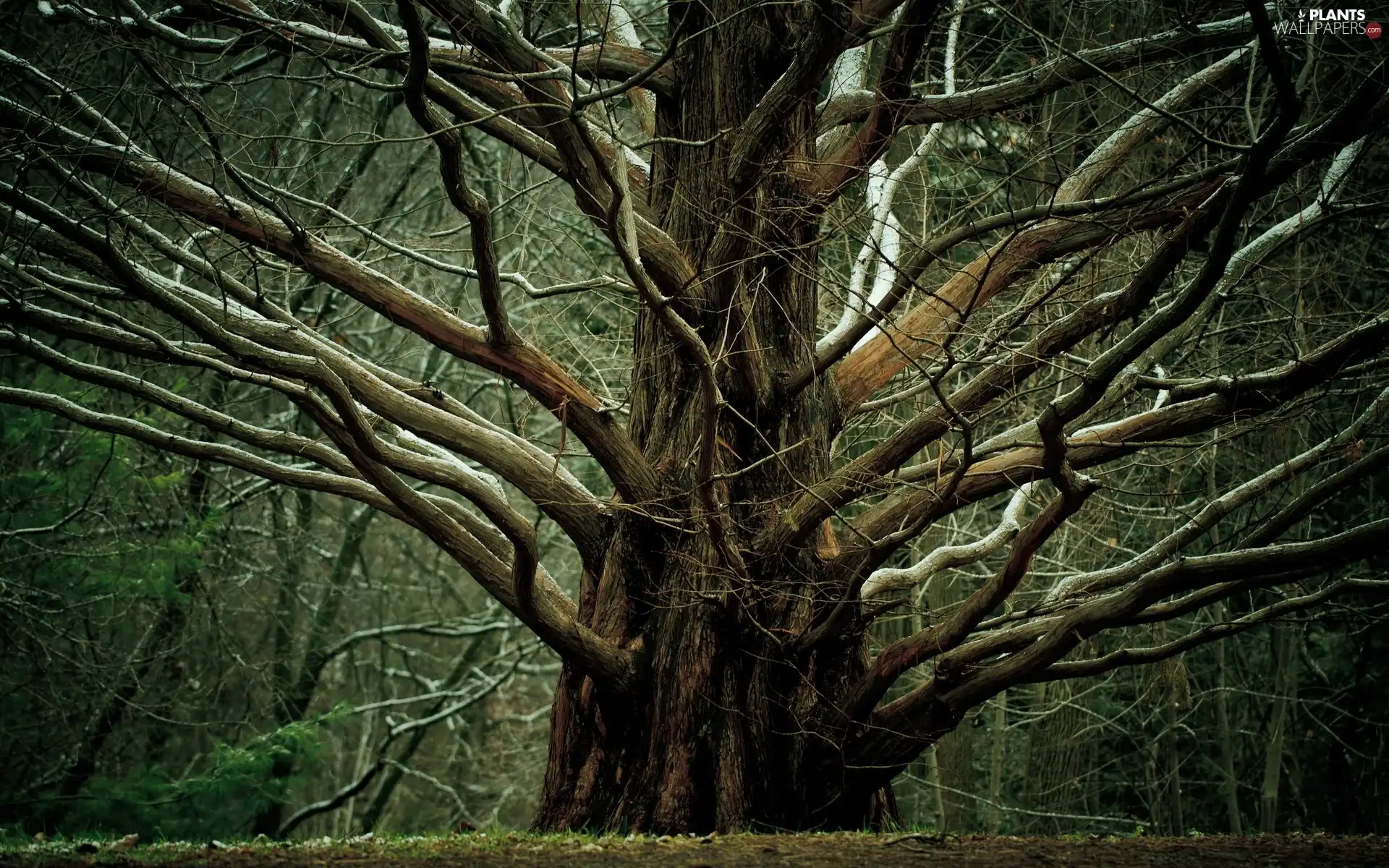 branch pics, Huge, trees