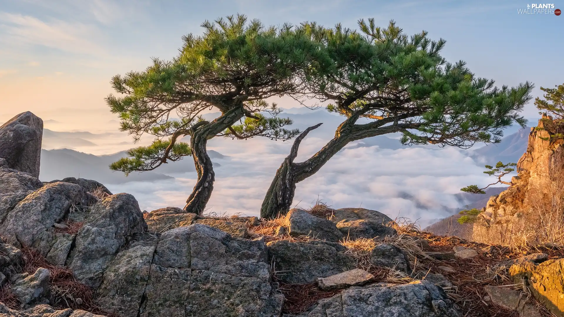 viewes, rocks, pine, trees, Mountains, Two, Fog