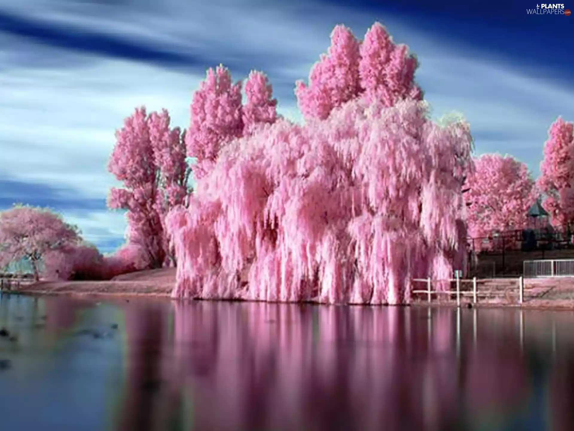 trees, beatyfull, Pink