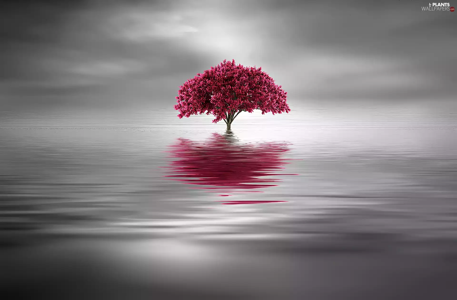 Pink, Graphic Designer, trees