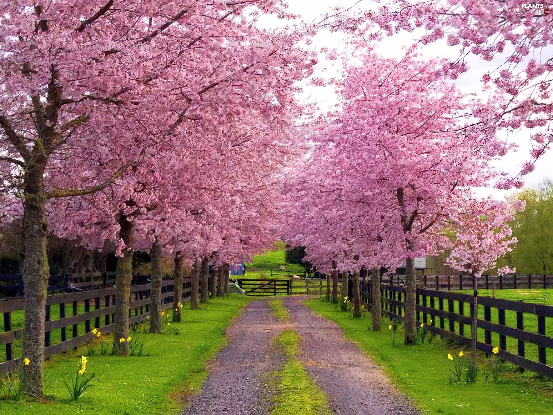 Pink, viewes, lane, trees