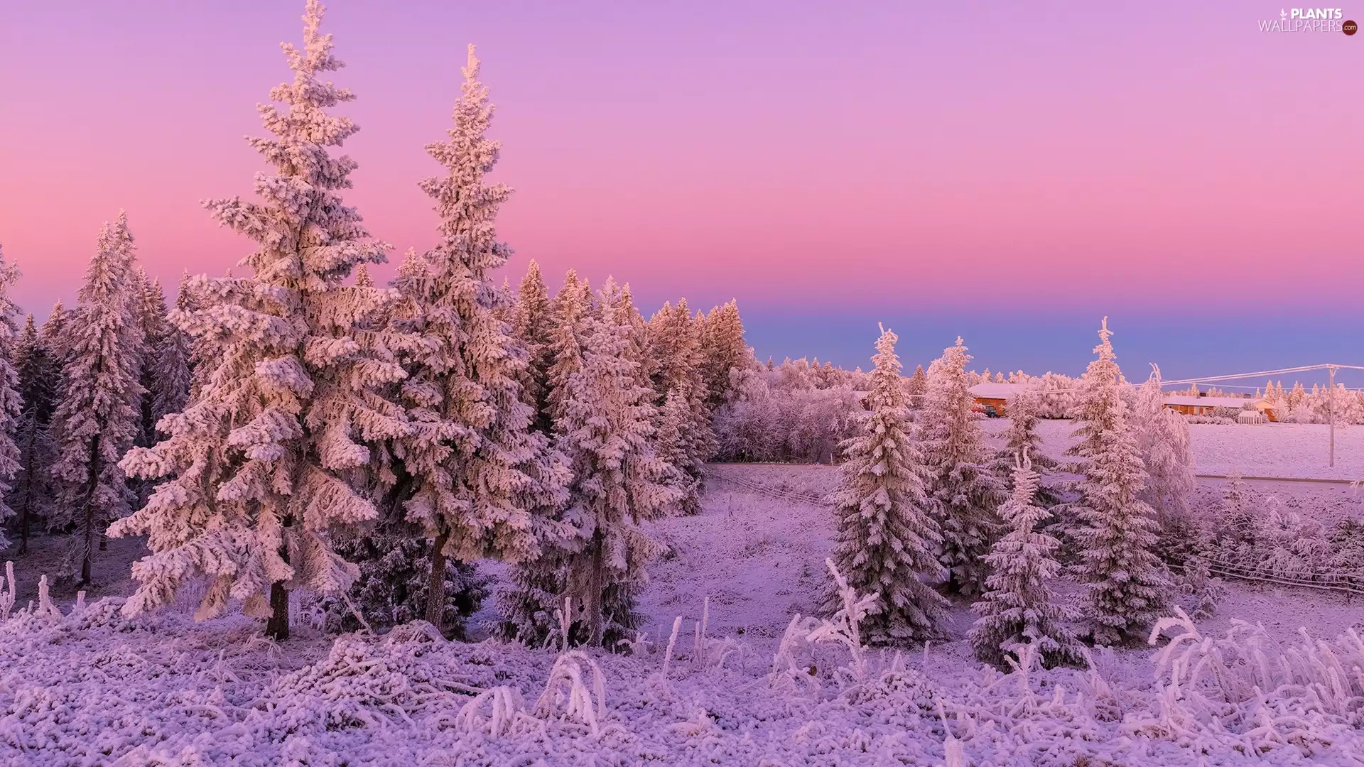 viewes, Snowy, Pink, trees, winter, grass, Sky