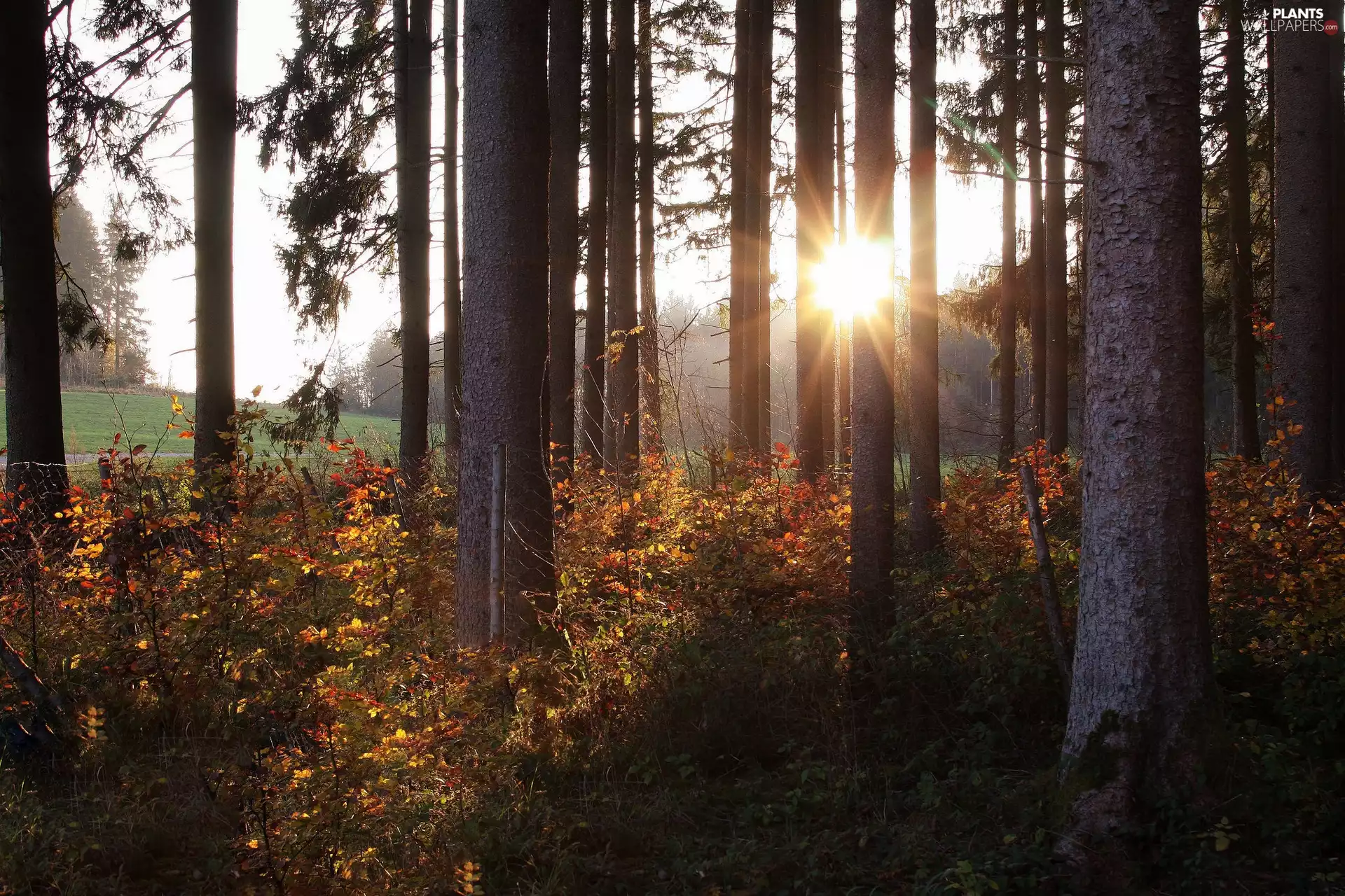 trees, autumn, rays of the Sun, Plants, viewes, forest