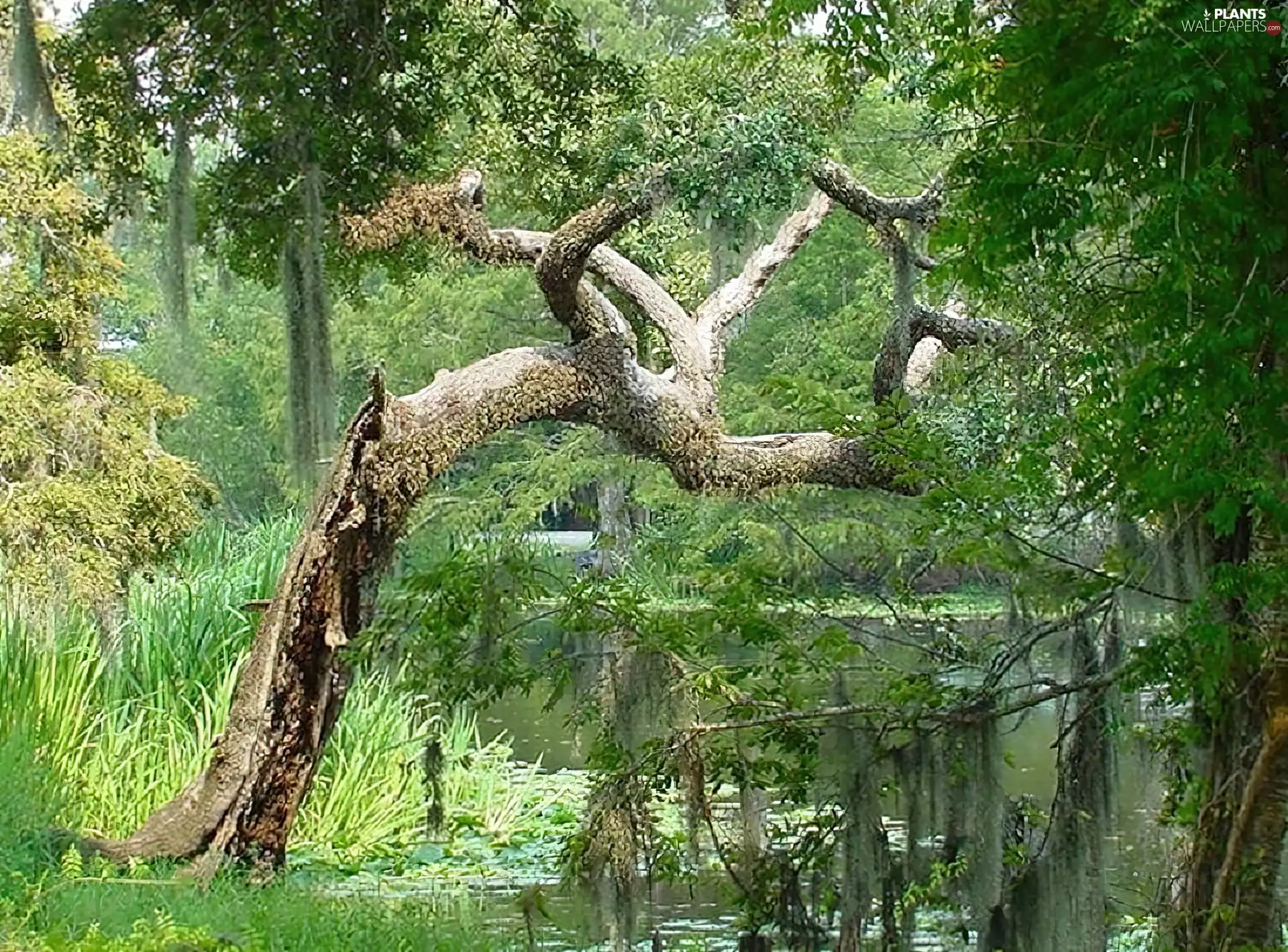 Pond - car, dry, trees
