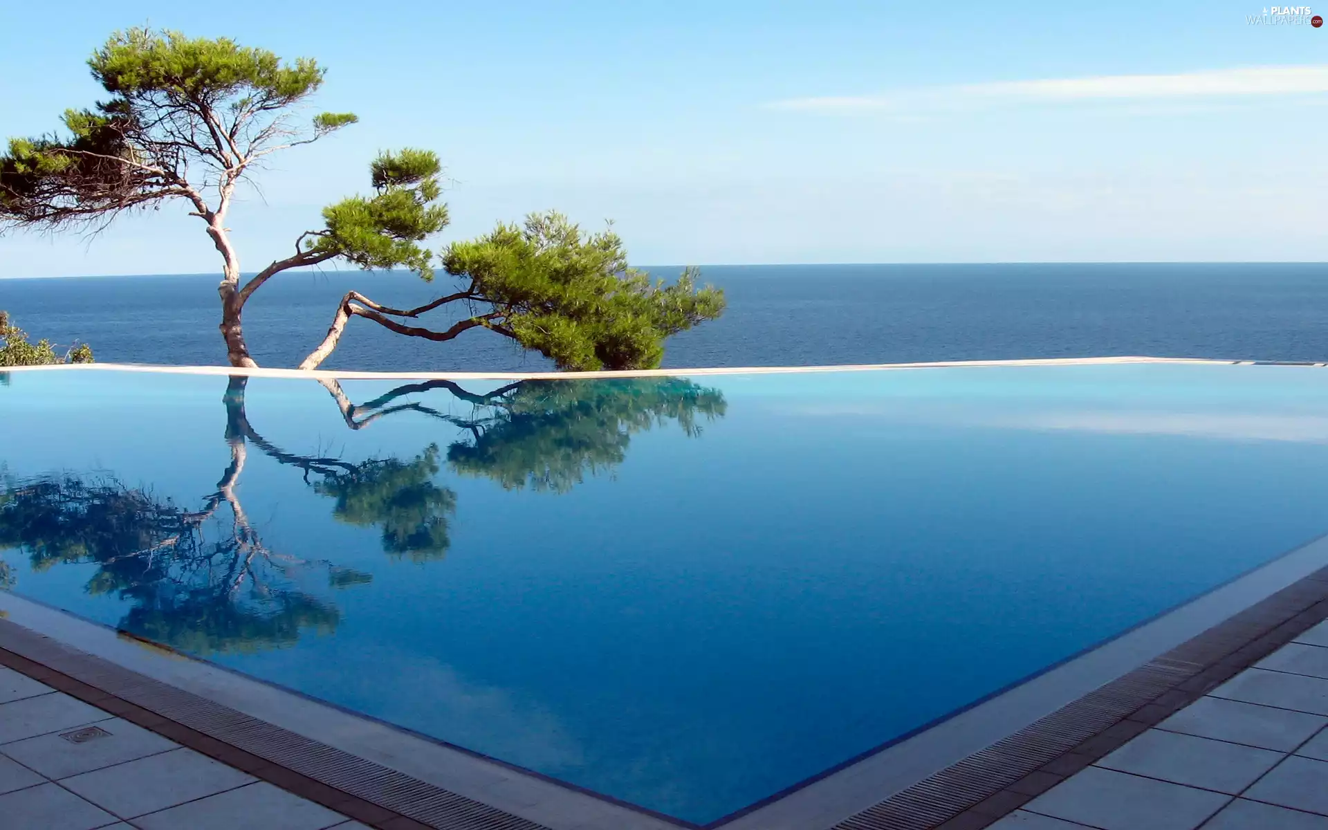 trees, sea, Pool
