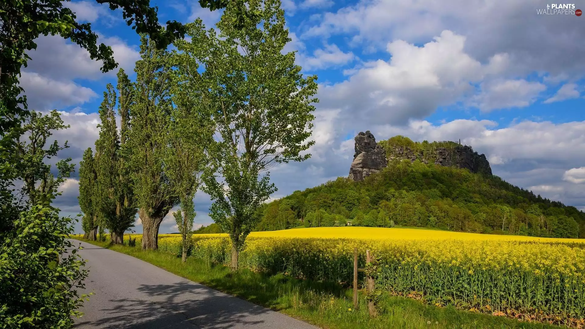 Way, Field, Poplars, rape, viewes, rocks, mountains, trees