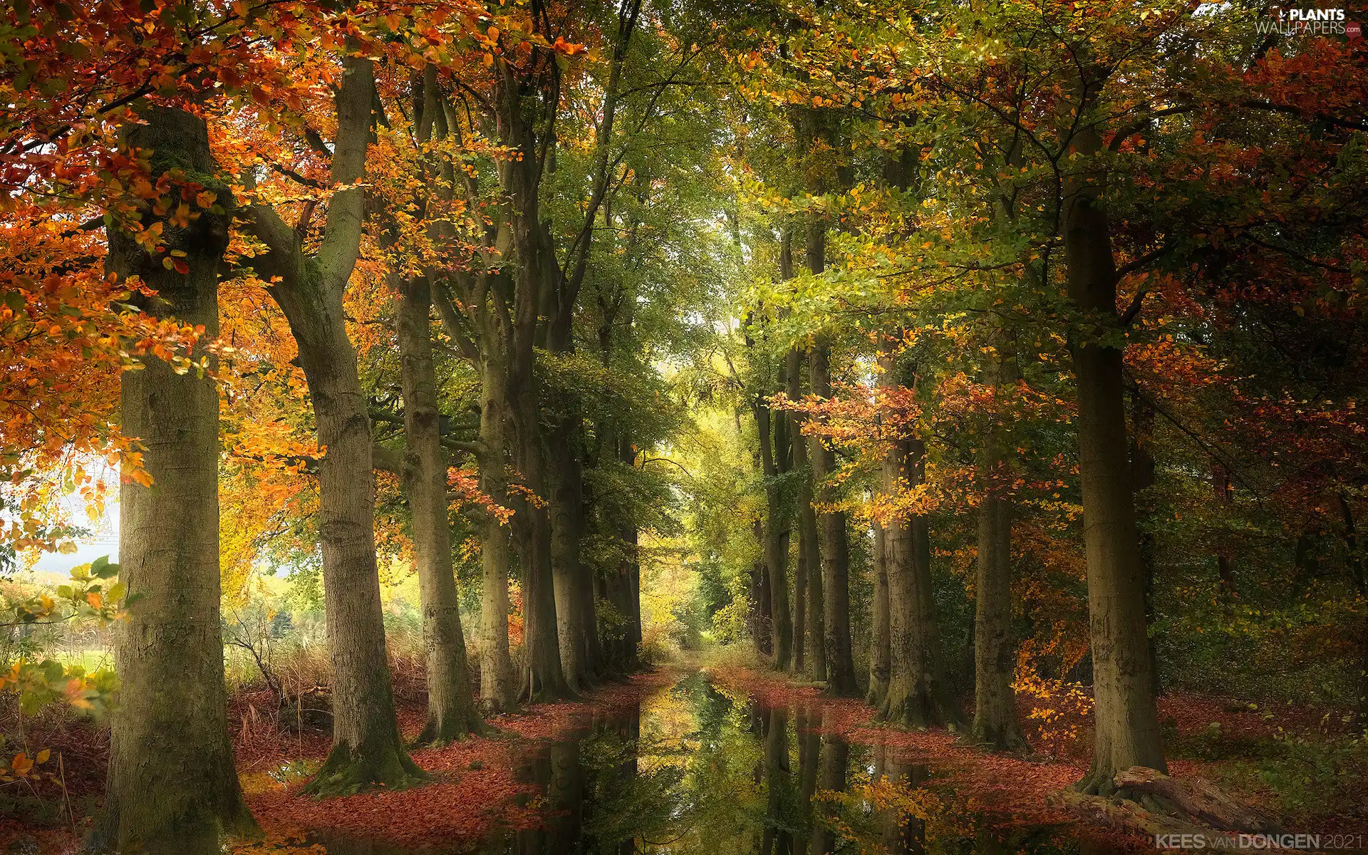 viewes, forest, puddle, trees, autumn, color, reflection