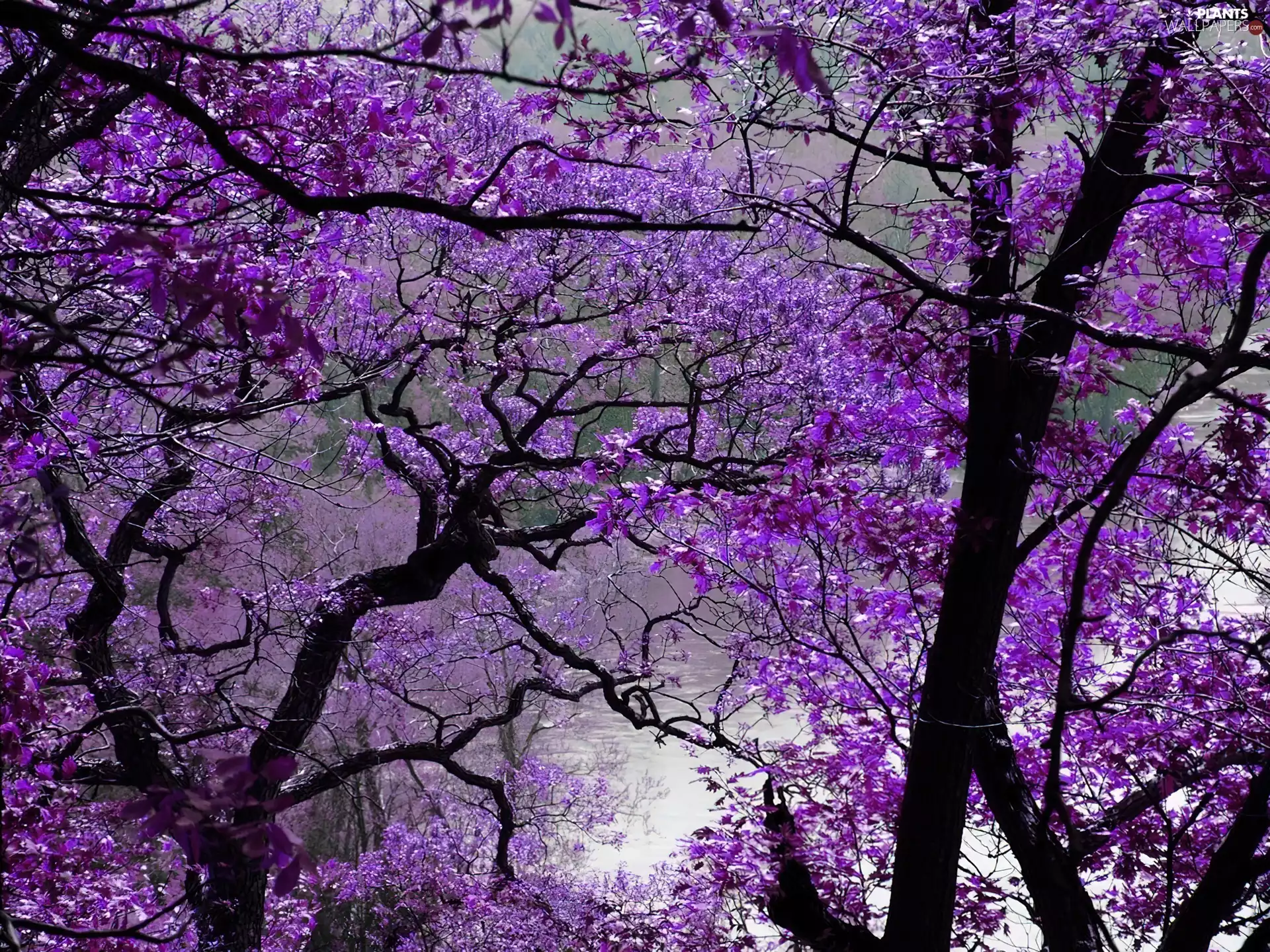 purple, viewes, lake, trees
