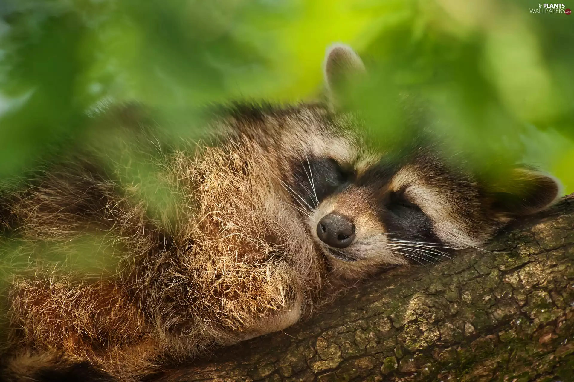 trees, sleepy, raccoon