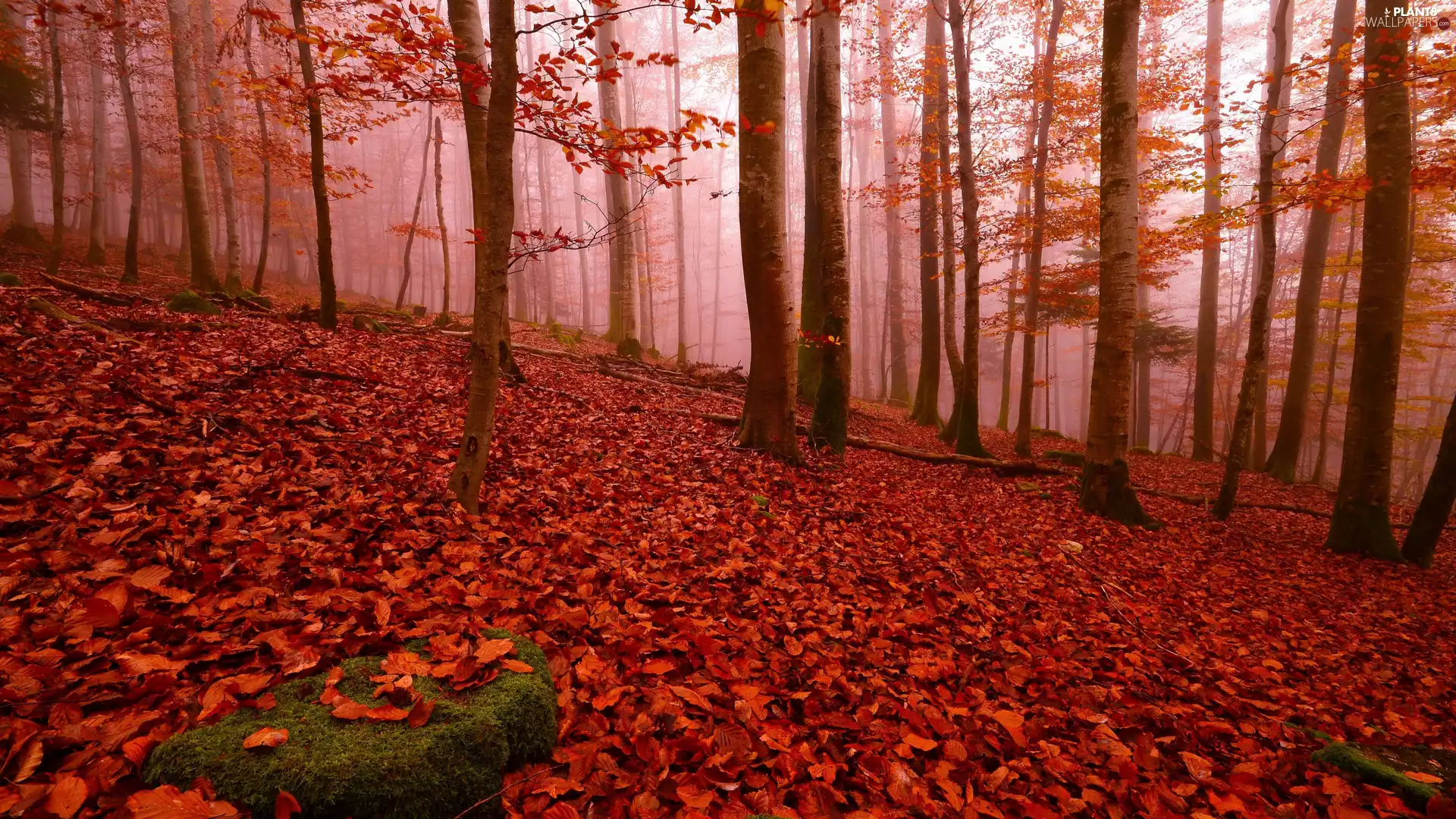 viewes, Park, Red, trees, autumn, fallen, Leaf