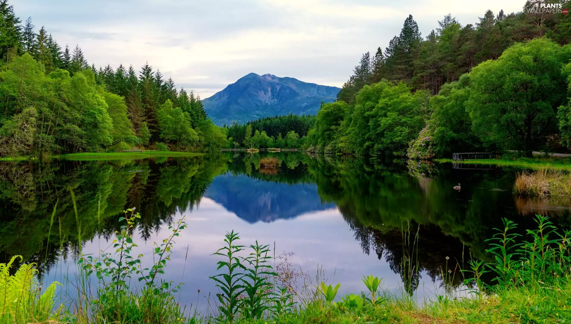 viewes, grass, reflection, trees, lake, Mountains, summer