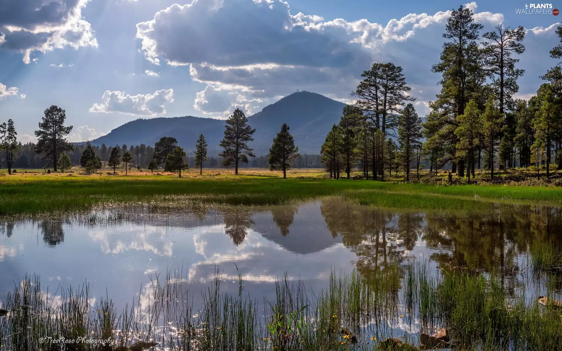 viewes, lake, reflection, trees, Mountains, rushes, clouds