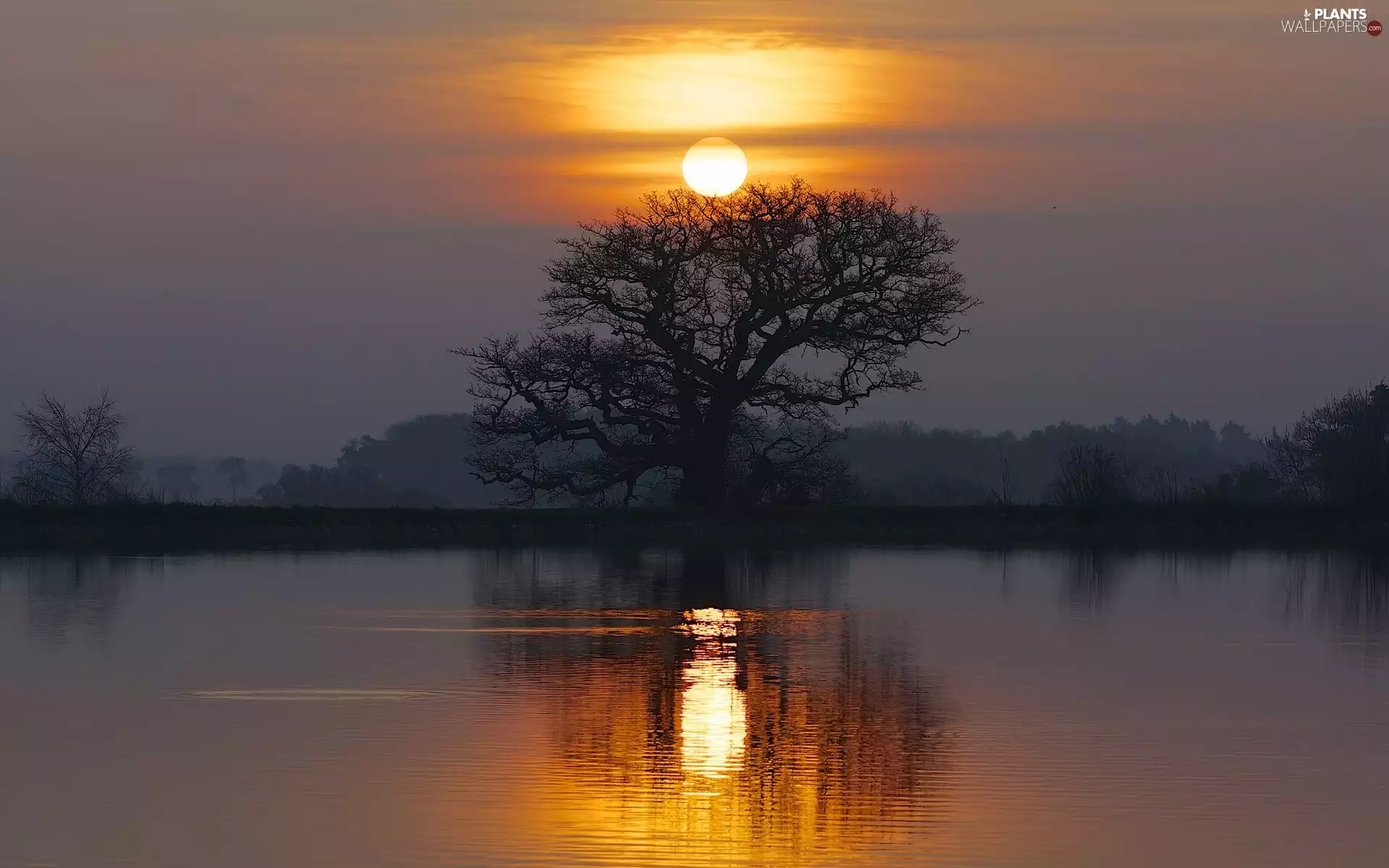lake, trees, reflection, Great Sunsets
