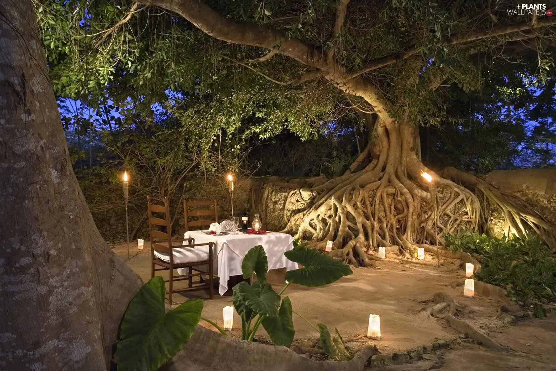 Restaurant, trees