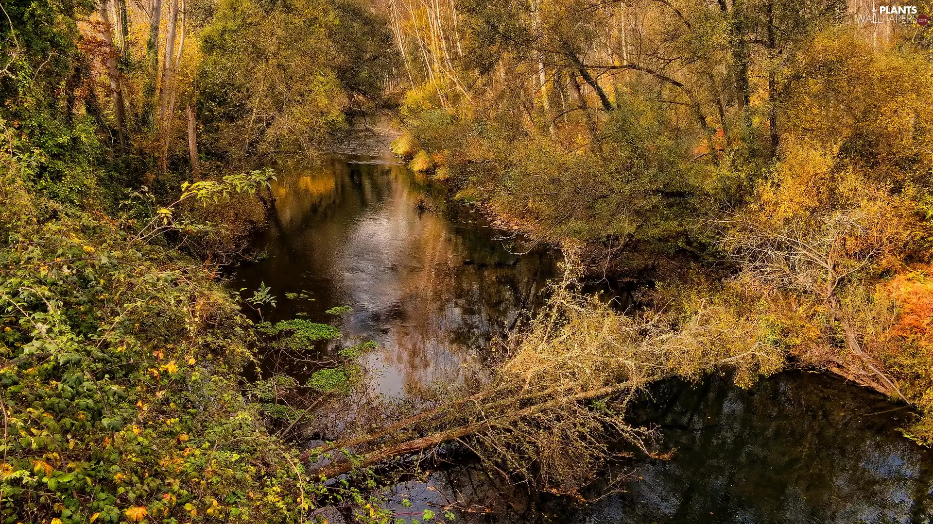 fallen, trees, River, forest, autumn