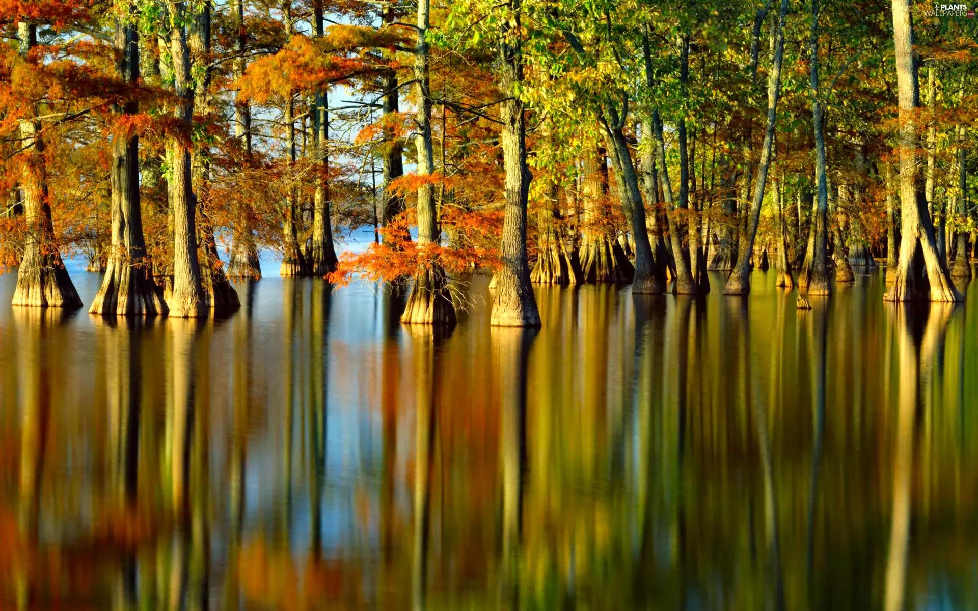 River, viewes, autumn, trees