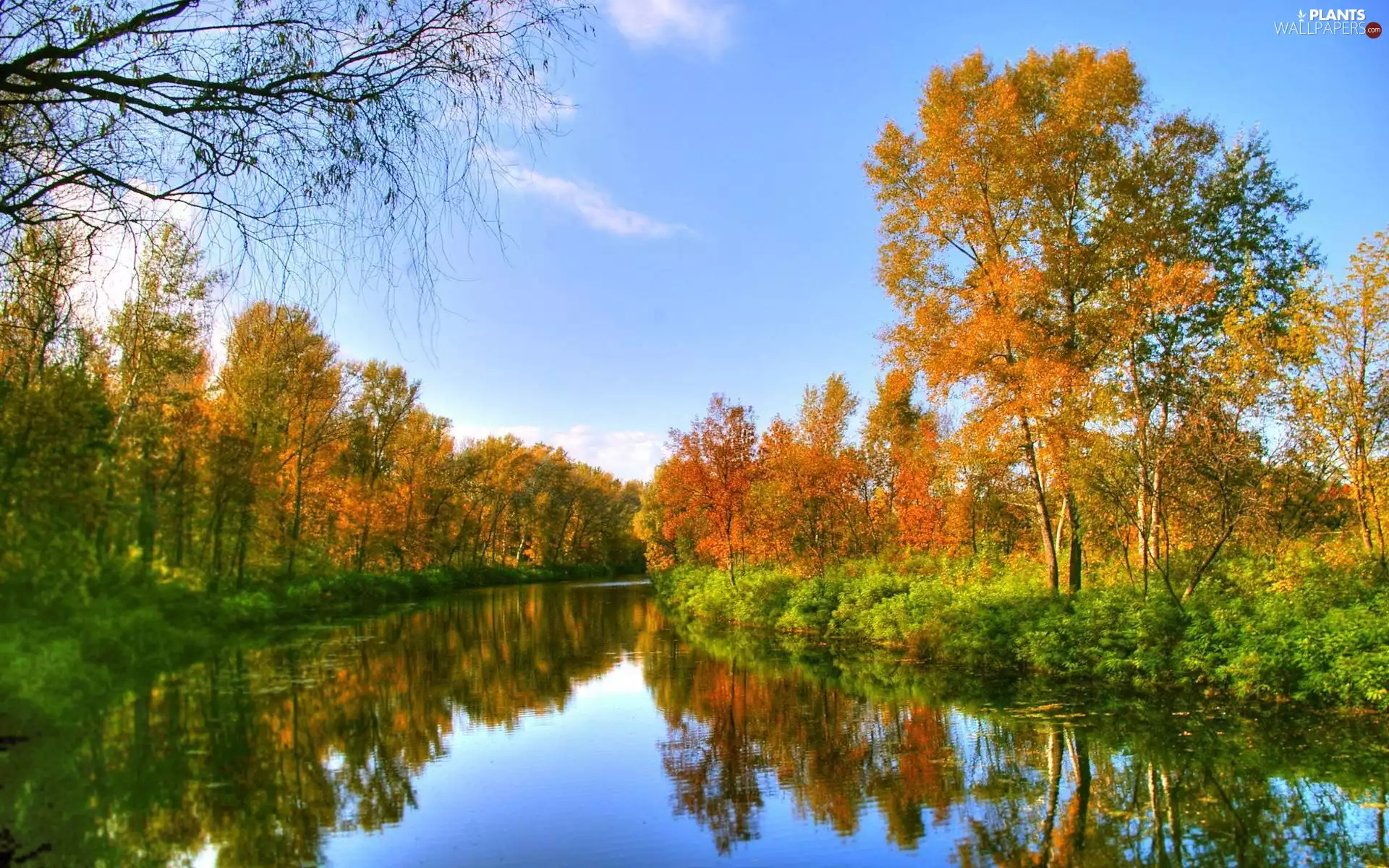 River, viewes, autumn, trees