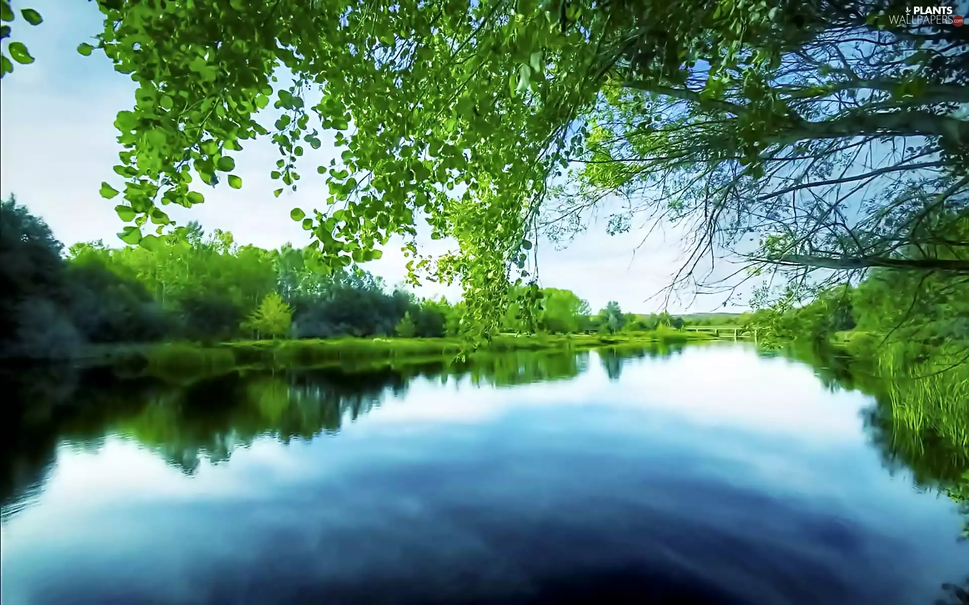 River, viewes, blur, trees