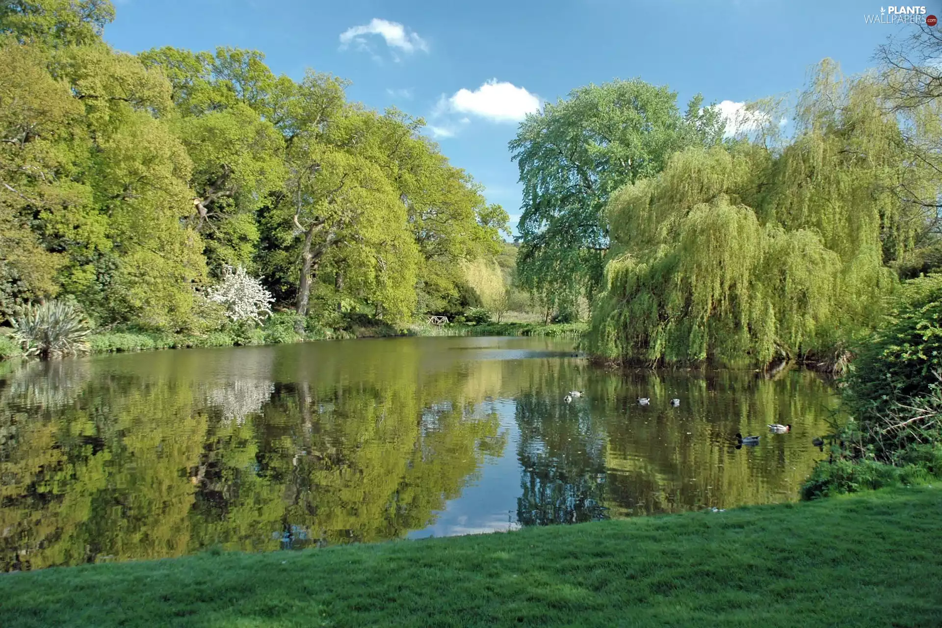 River, viewes, ducks, trees