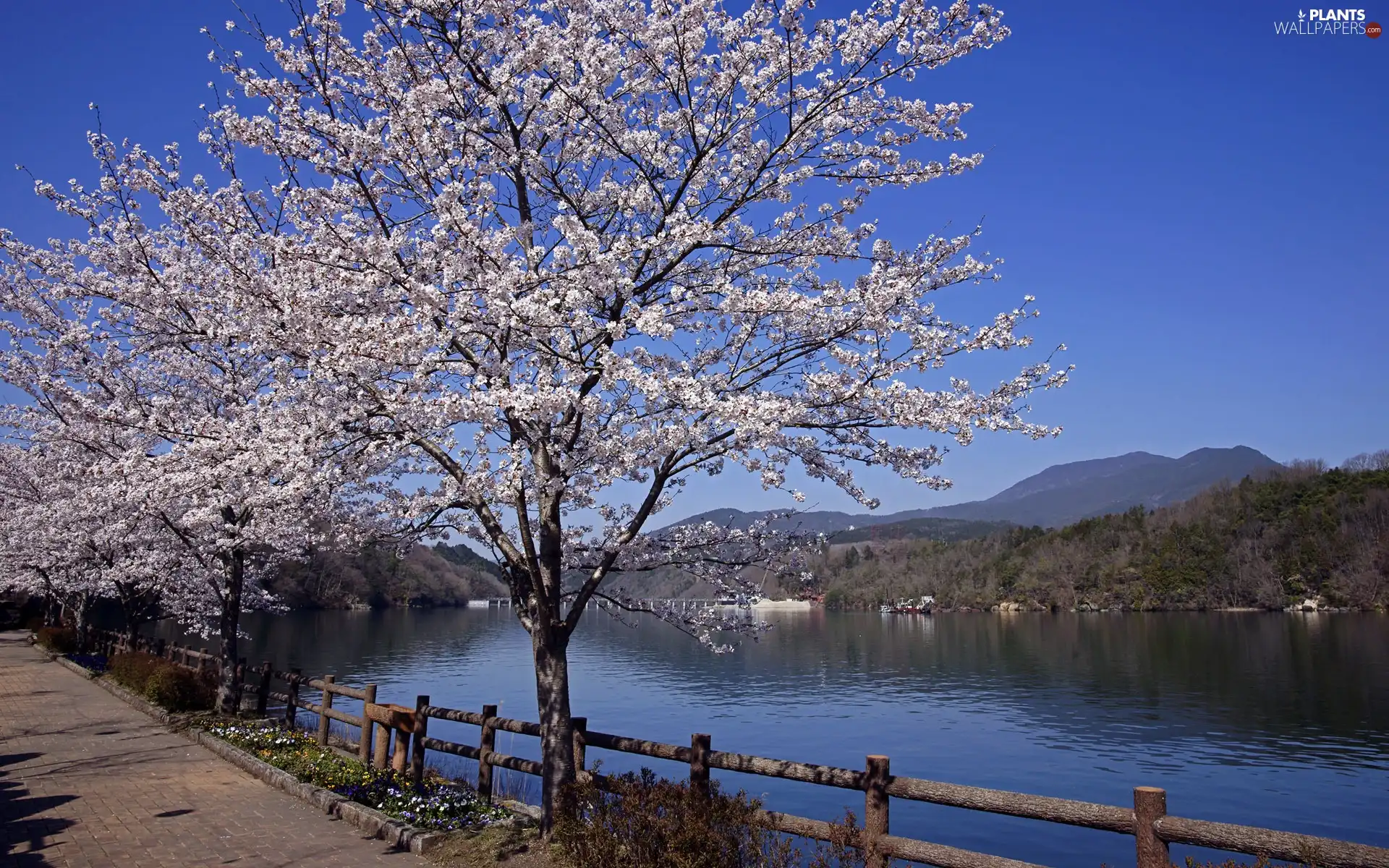 River, flourishing, trees, Mountains