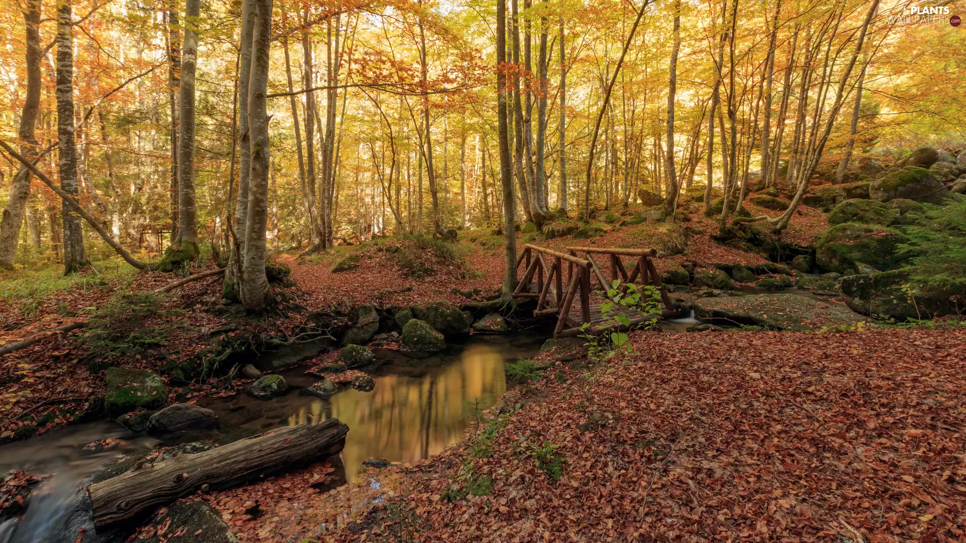 viewes, forest, River, trees, autumn, Leaf, bridge