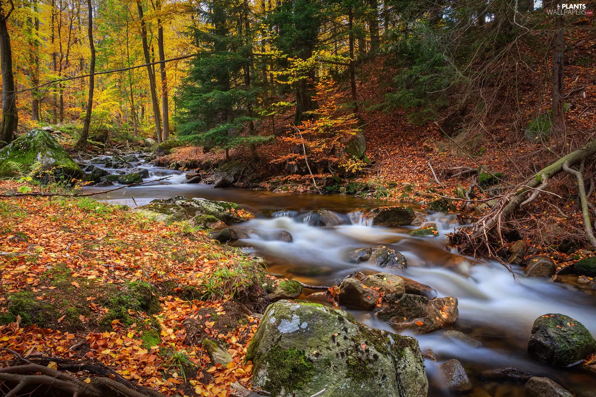 viewes, forest, River, trees, Autumn, Leaf, Stones