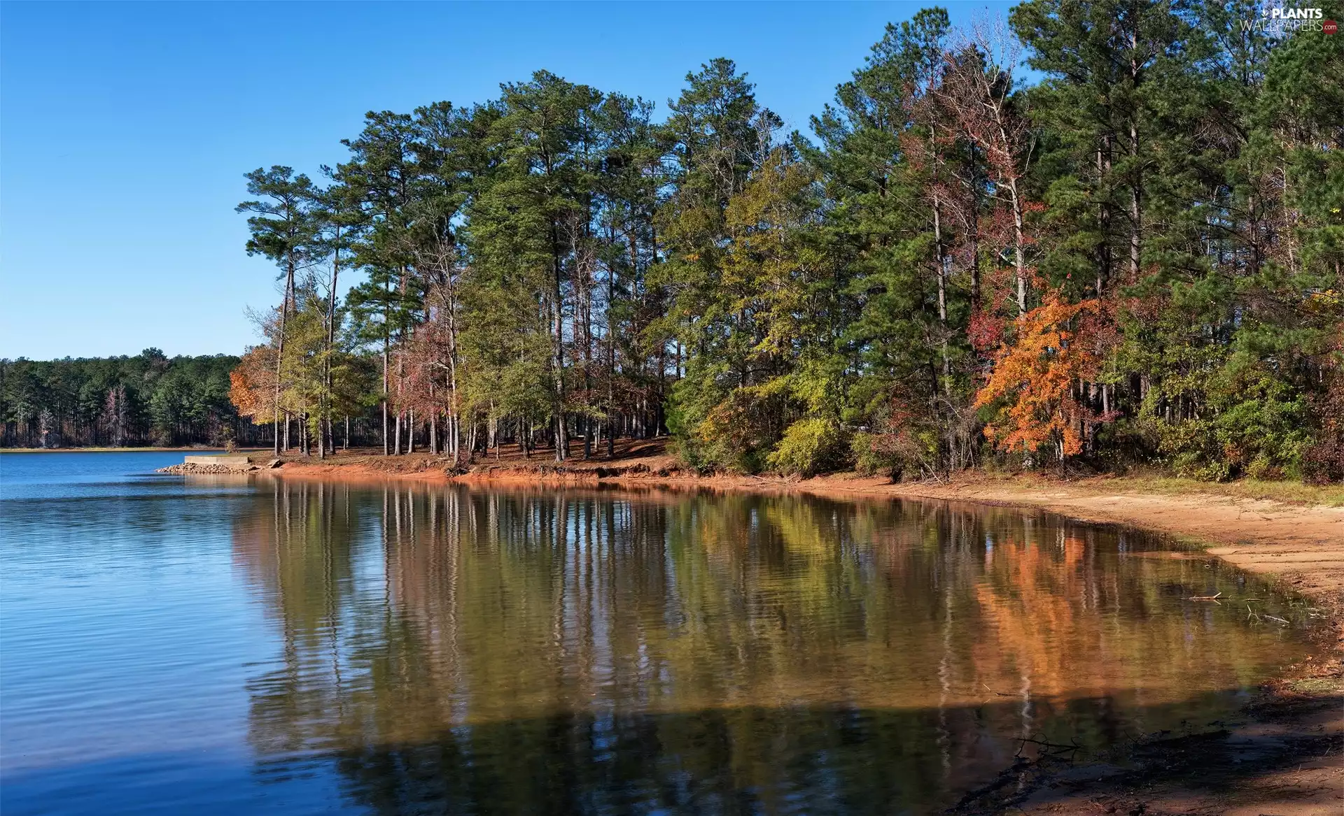 River, viewes, forest, trees