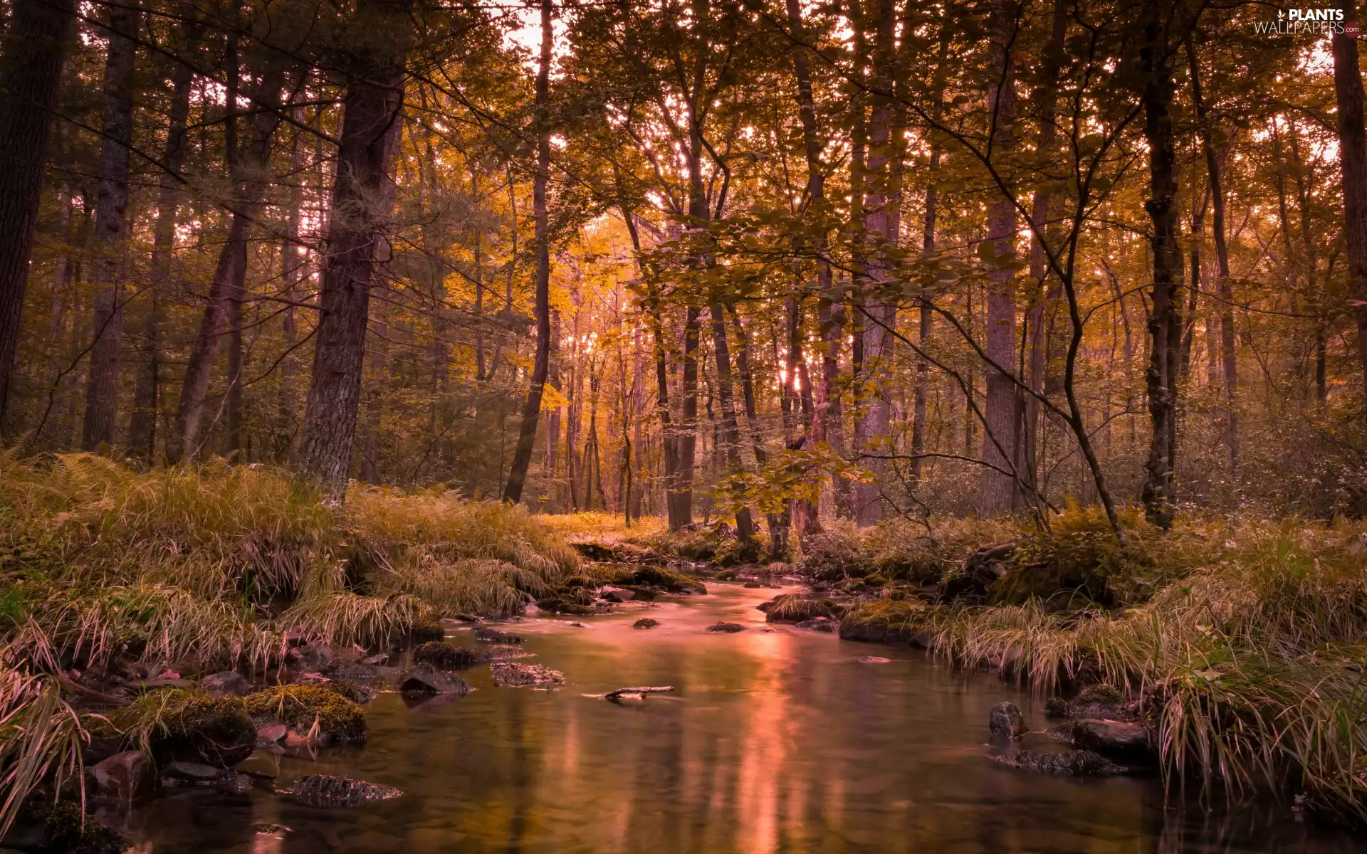 trees, forest, River