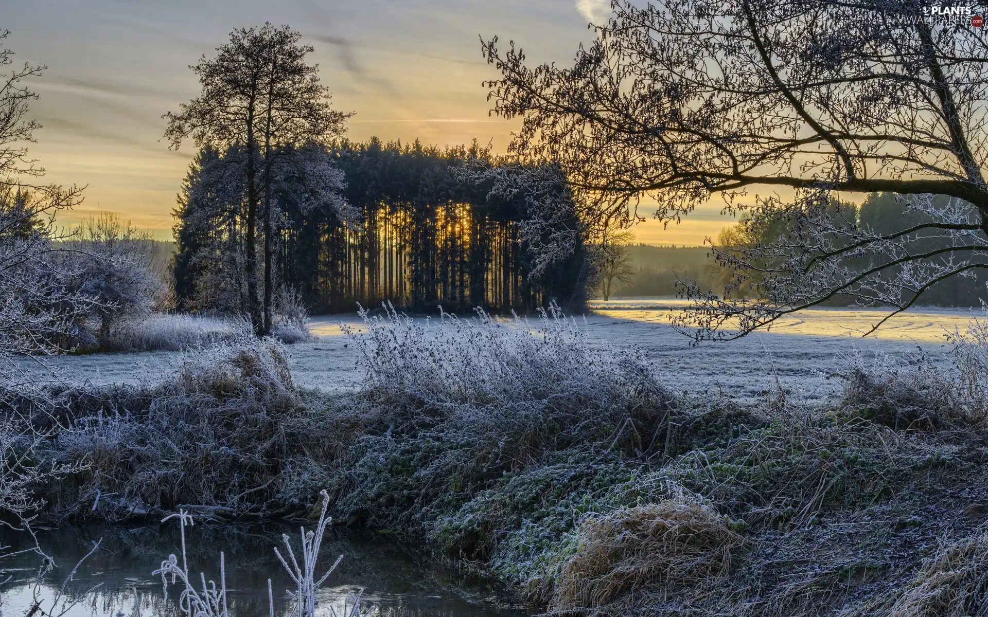 viewes, frosty, River, trees, winter, grass, morning