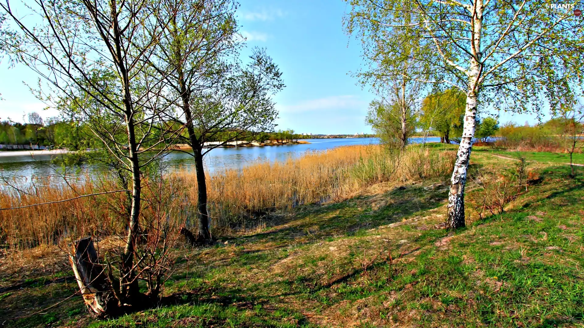 River, viewes, grass, trees