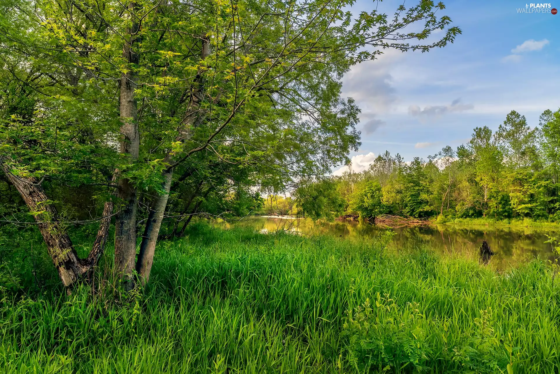 River, viewes, grass, trees