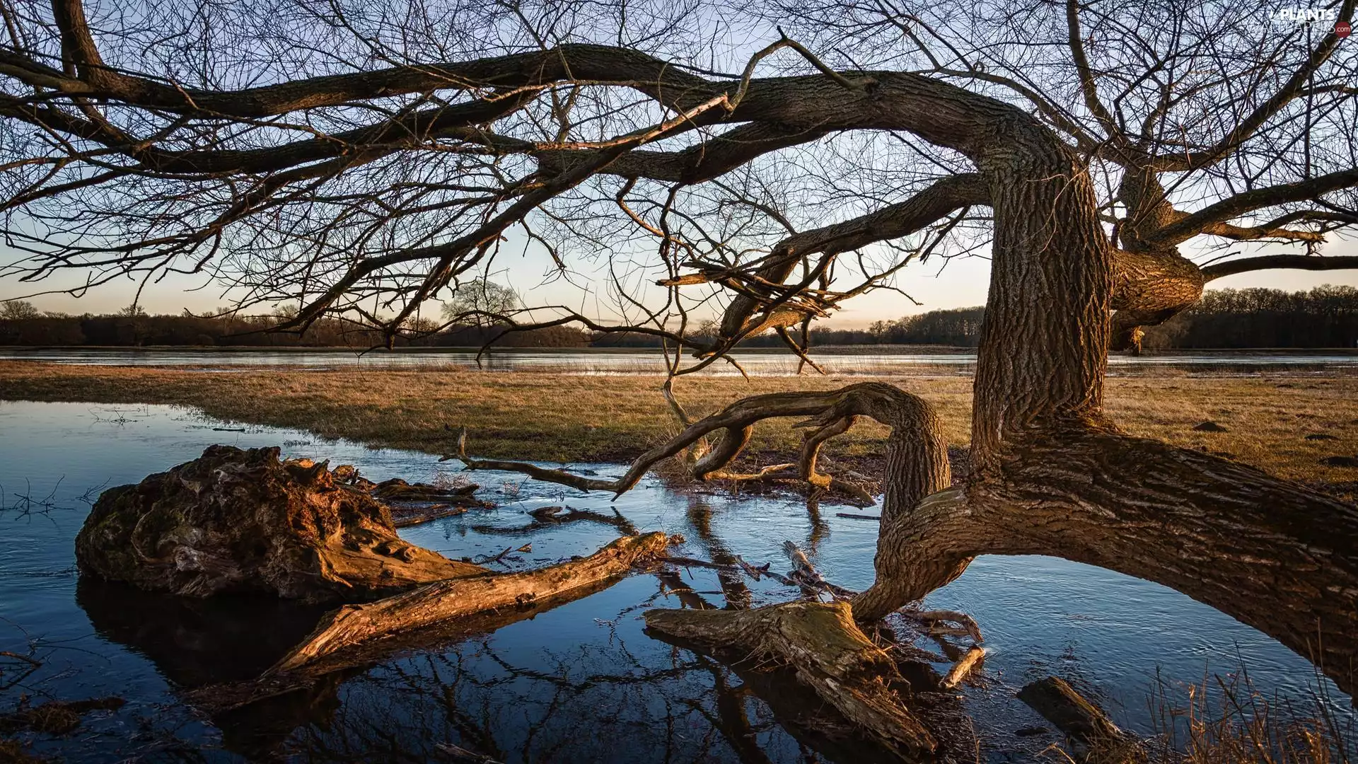 Germany, trees, River Elbe, inclined