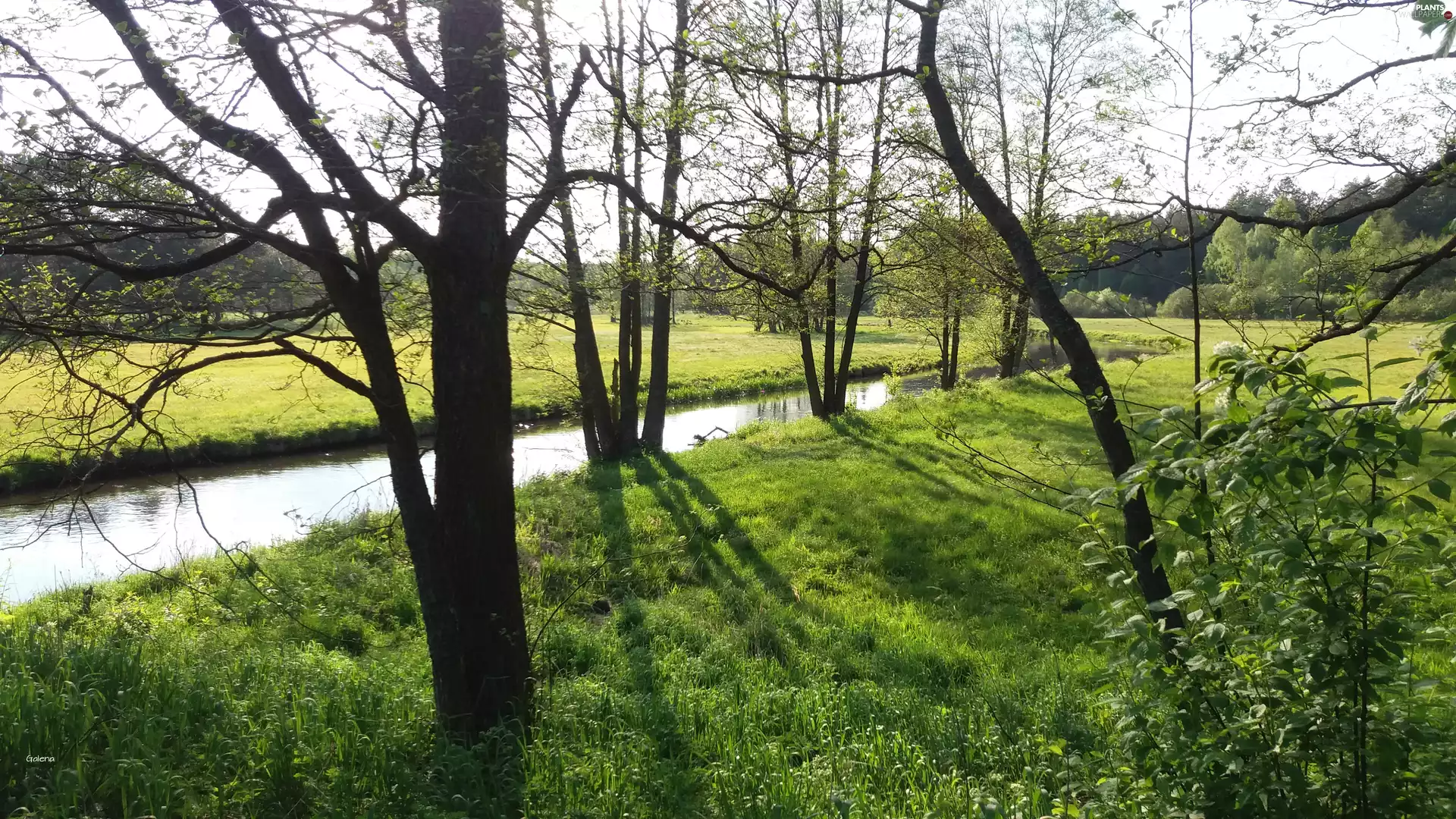 River, viewes, Meadow, trees