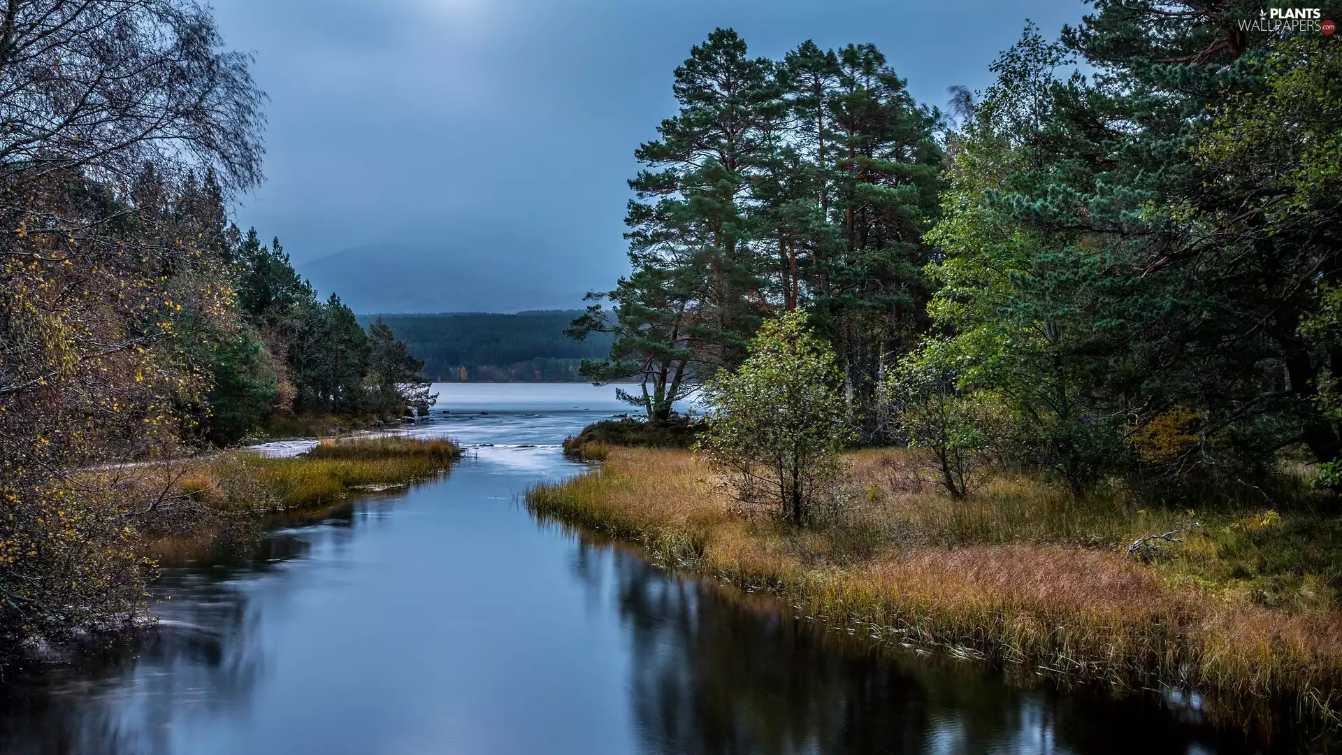 River, viewes, Plants, trees