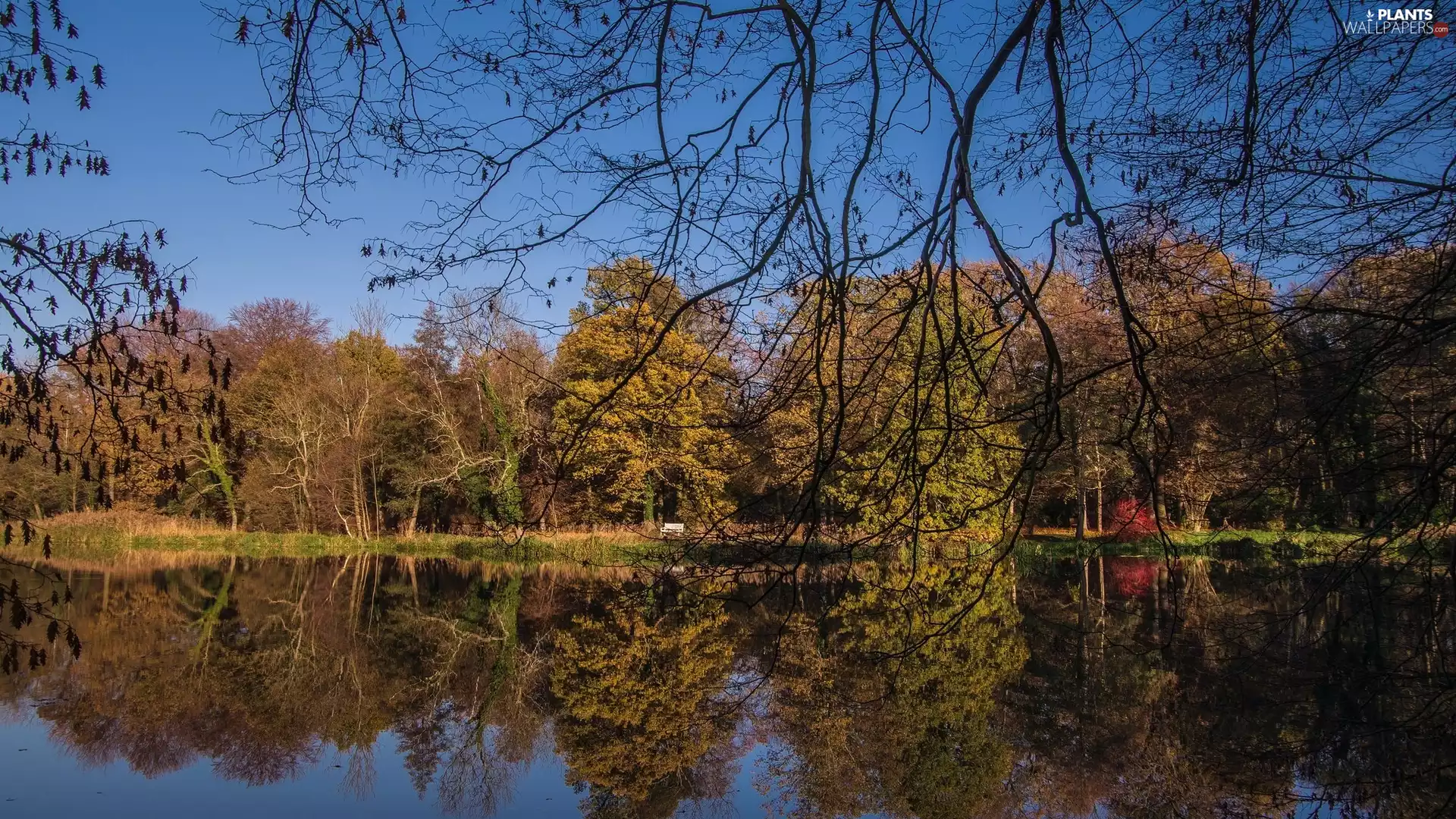 branch pics, reflection, trees, viewes, River