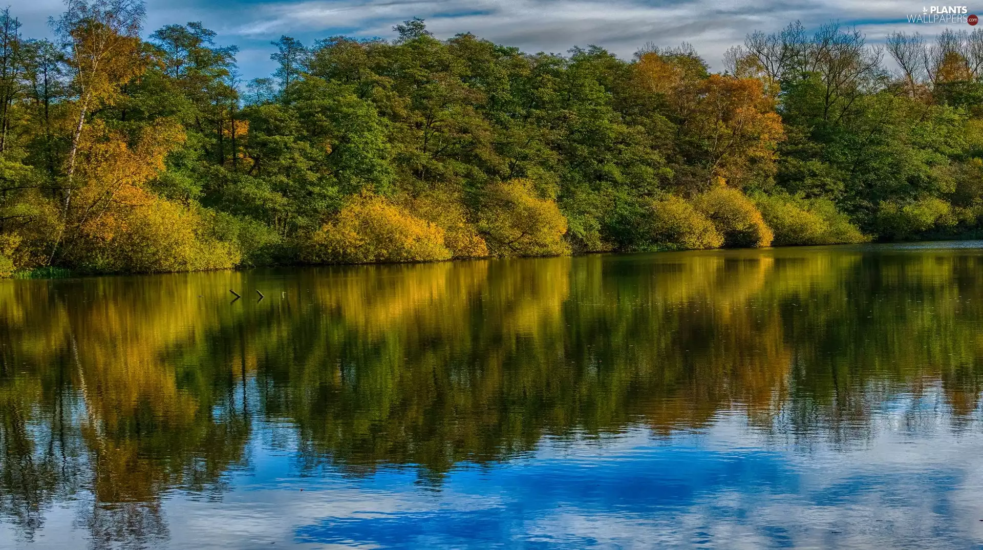 River, viewes, reflection, trees