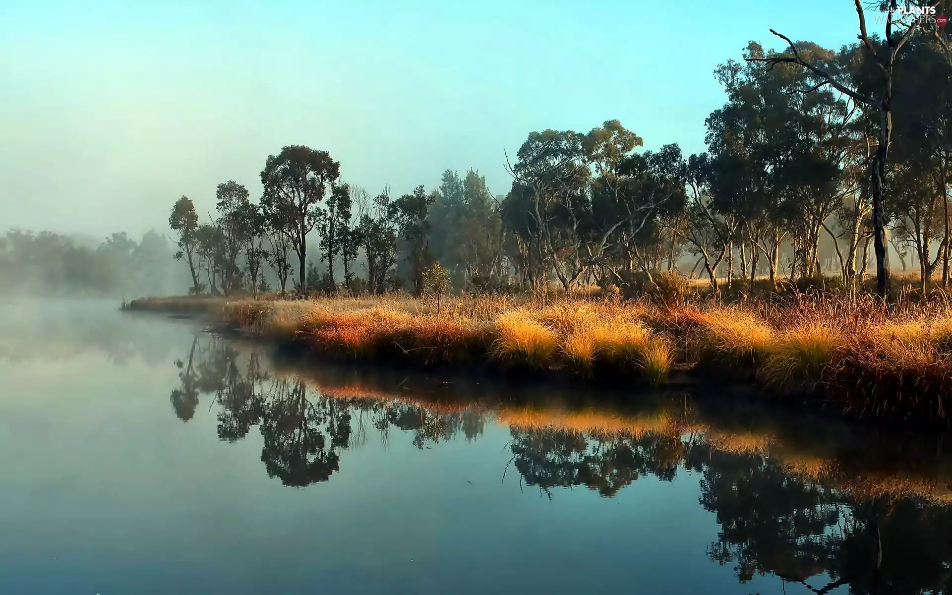 River, viewes, reflection, trees