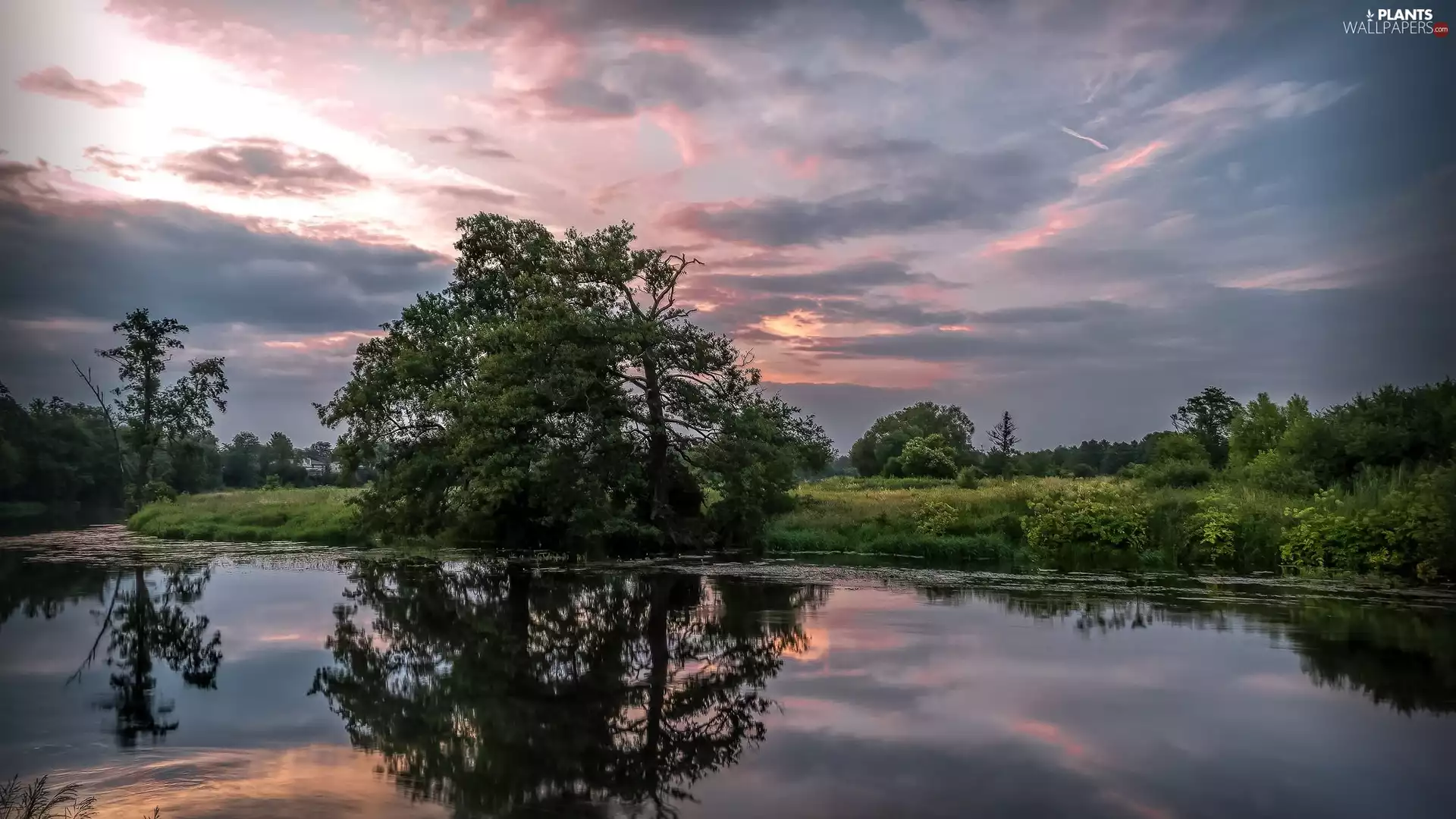 River, viewes, reflection, trees