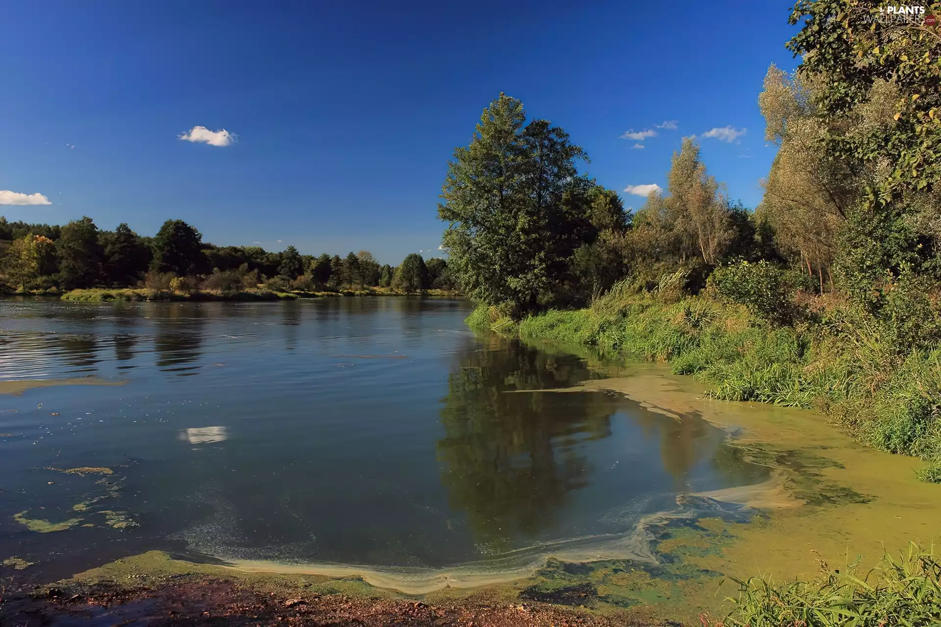 River, viewes, scrub, trees