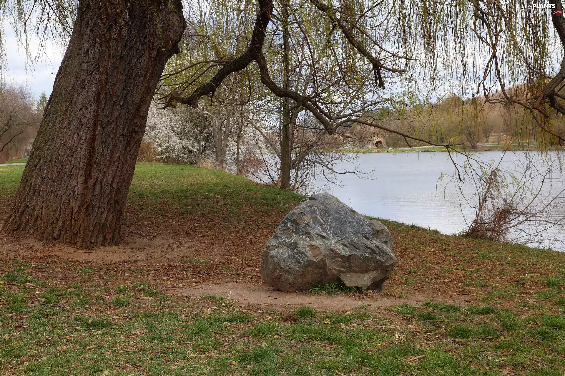River, Willow, Stone, trees