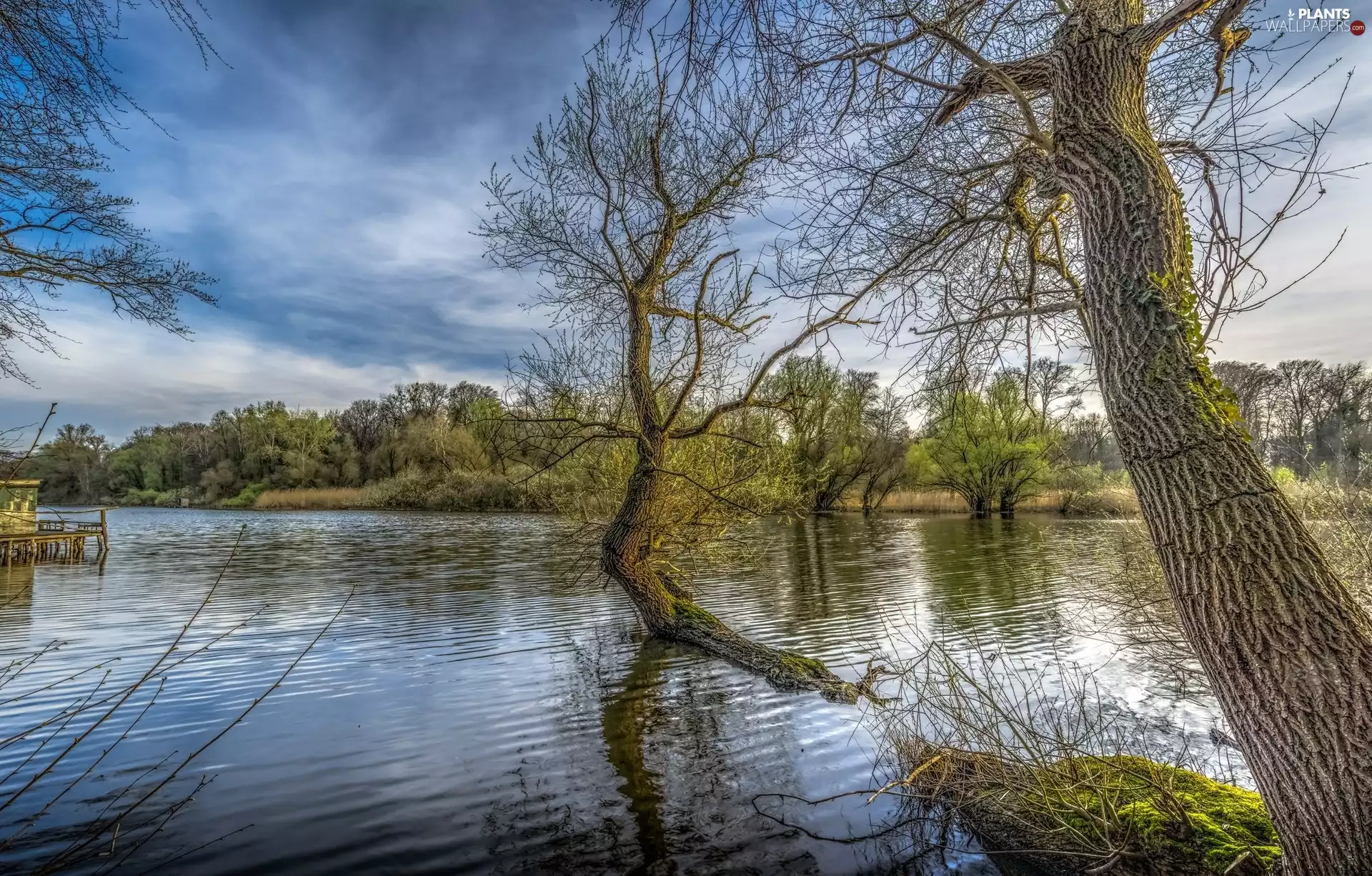 River, viewes, VEGETATION, trees