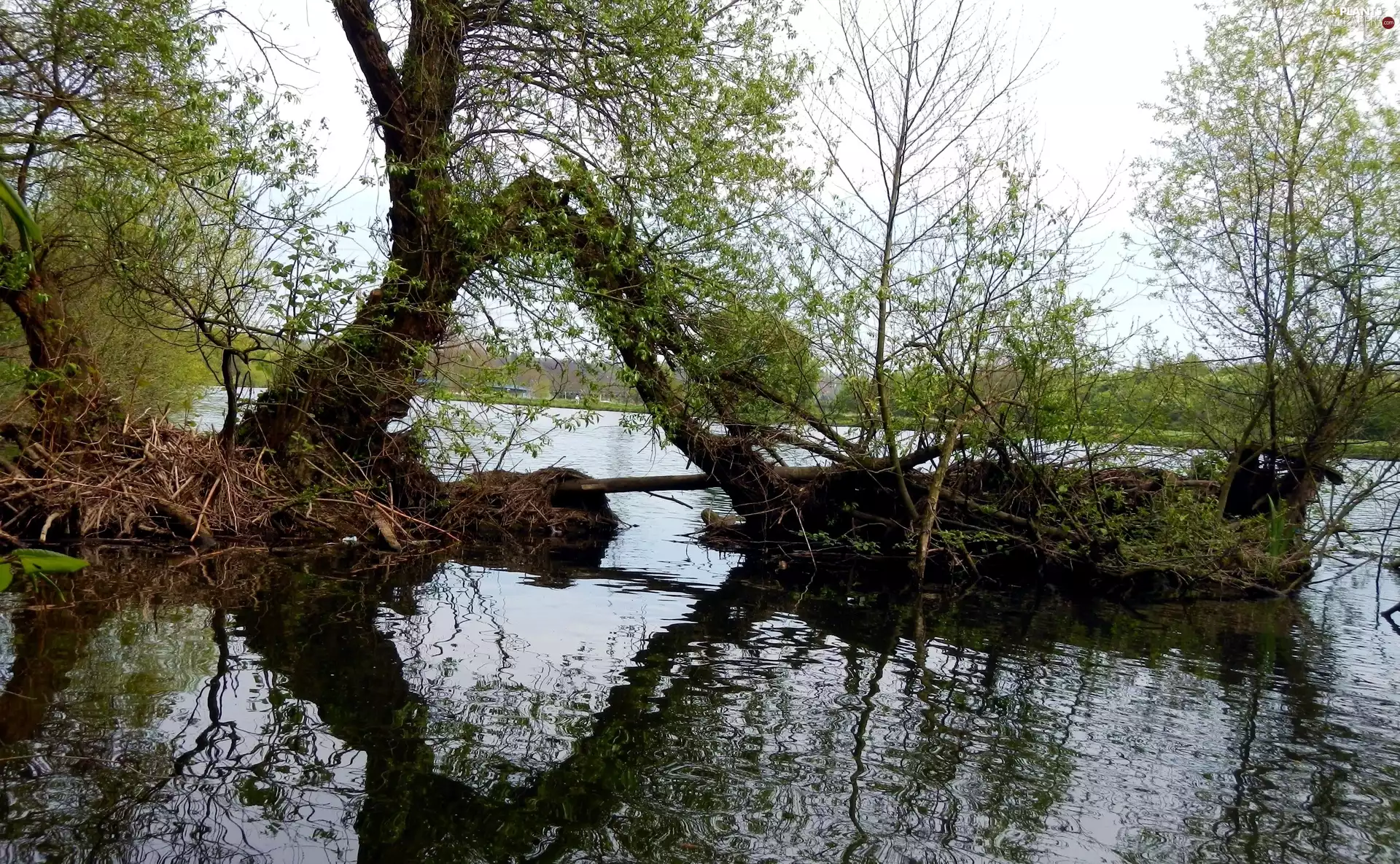 River, viewes, VEGETATION, trees