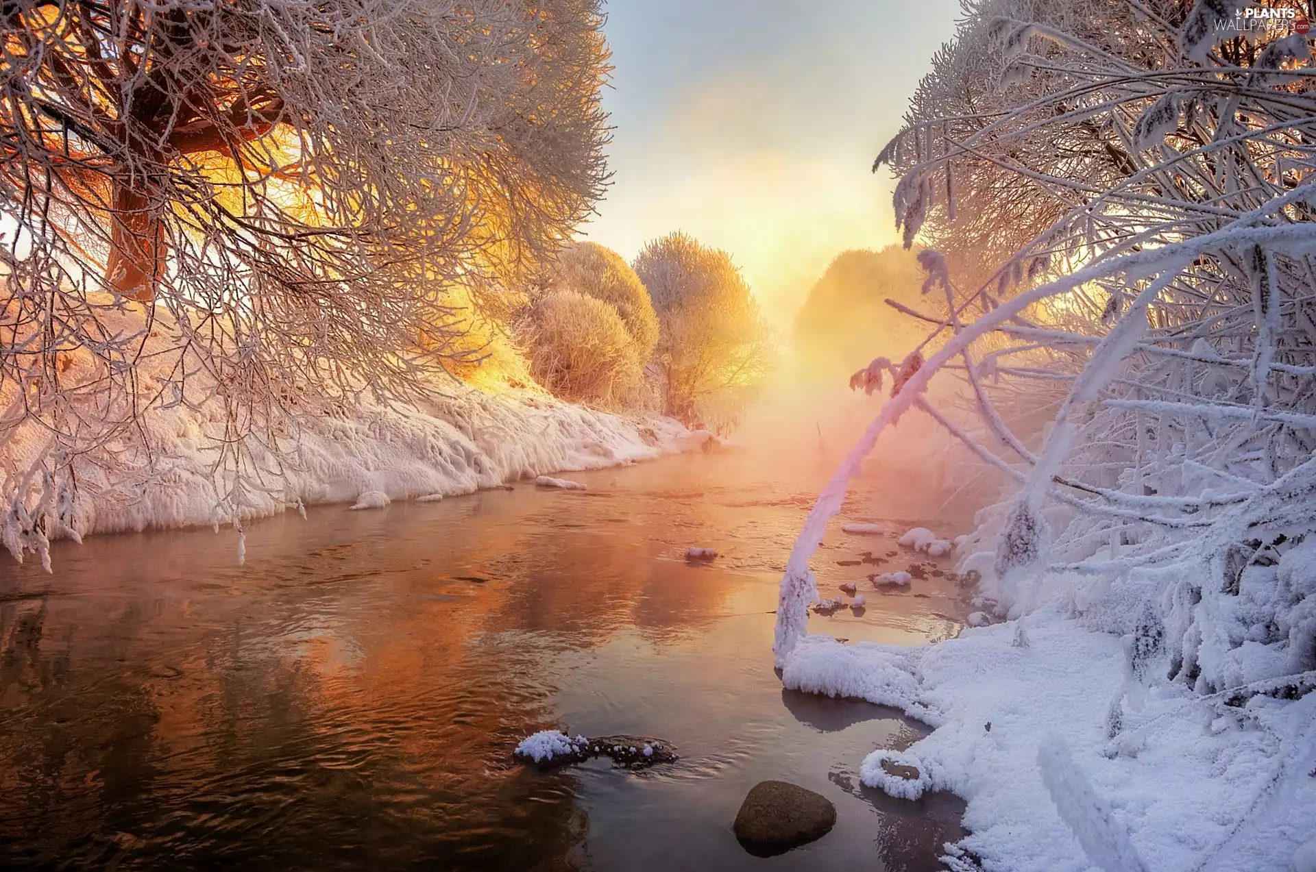 Fog, trees, River, Sunrise, winter